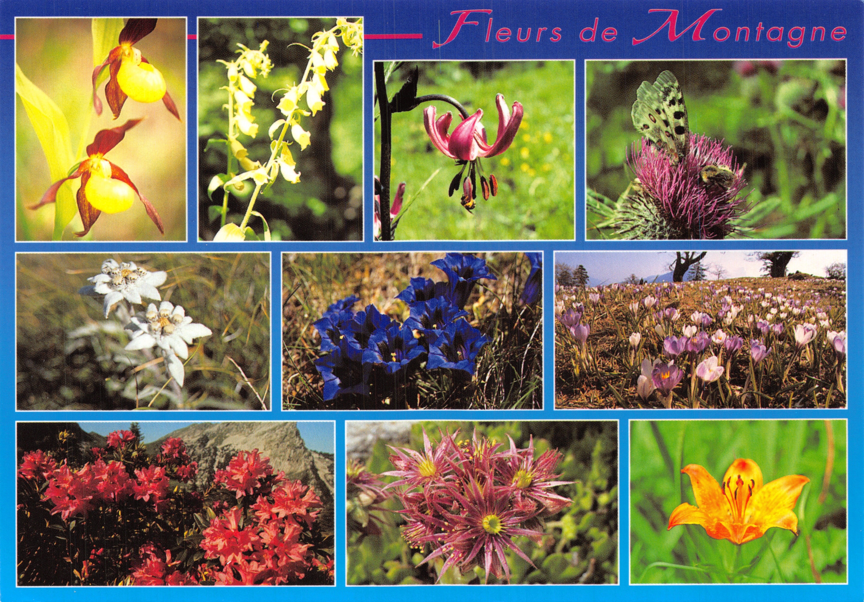 Fiori di montagna — collage di otto fiori e una farfalla — editore E.F.C. n. 96070017