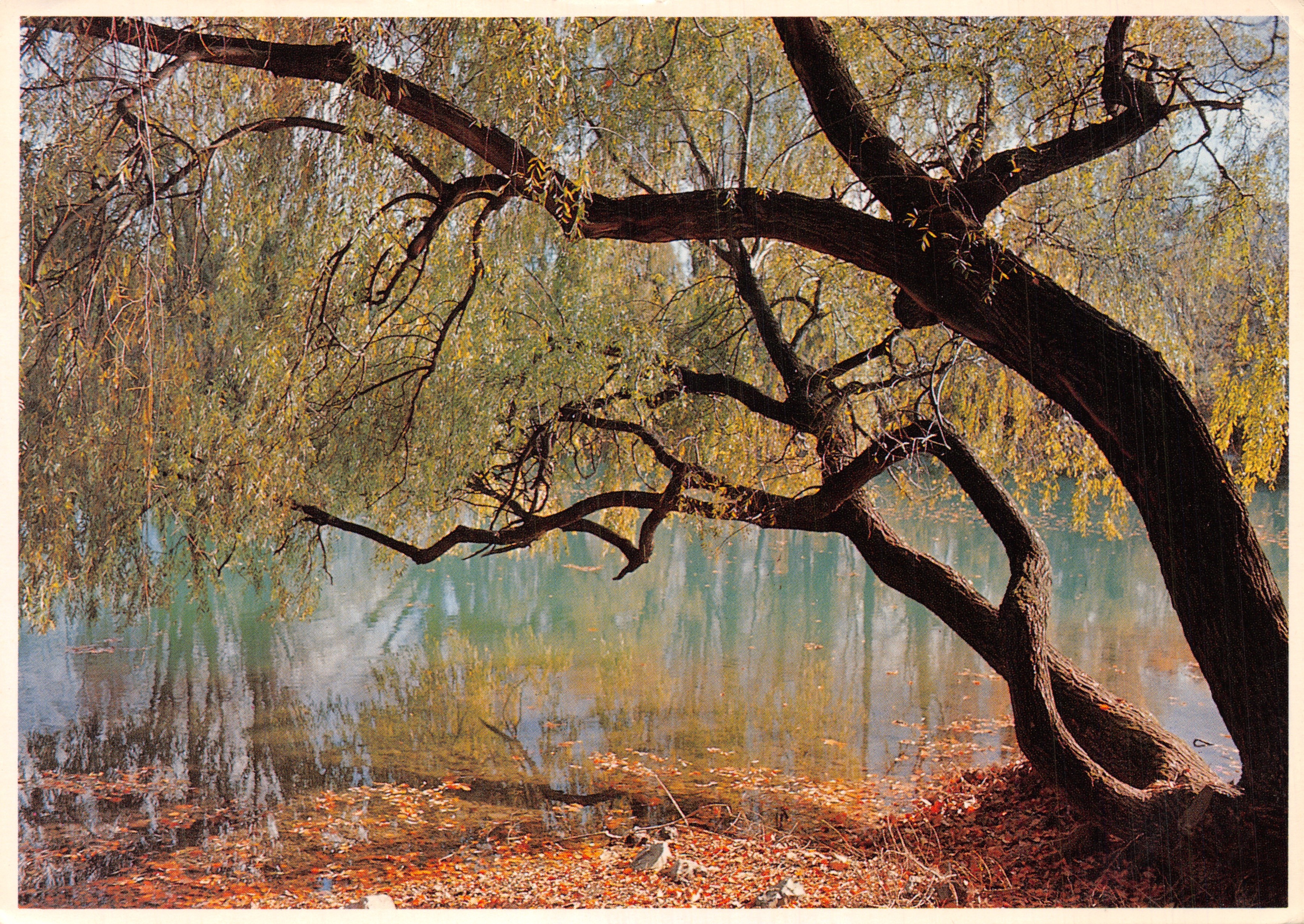 Árbol de sauce llorón — paisaje otoñal junto a un lago — Éditions CartoLaser, n°2638