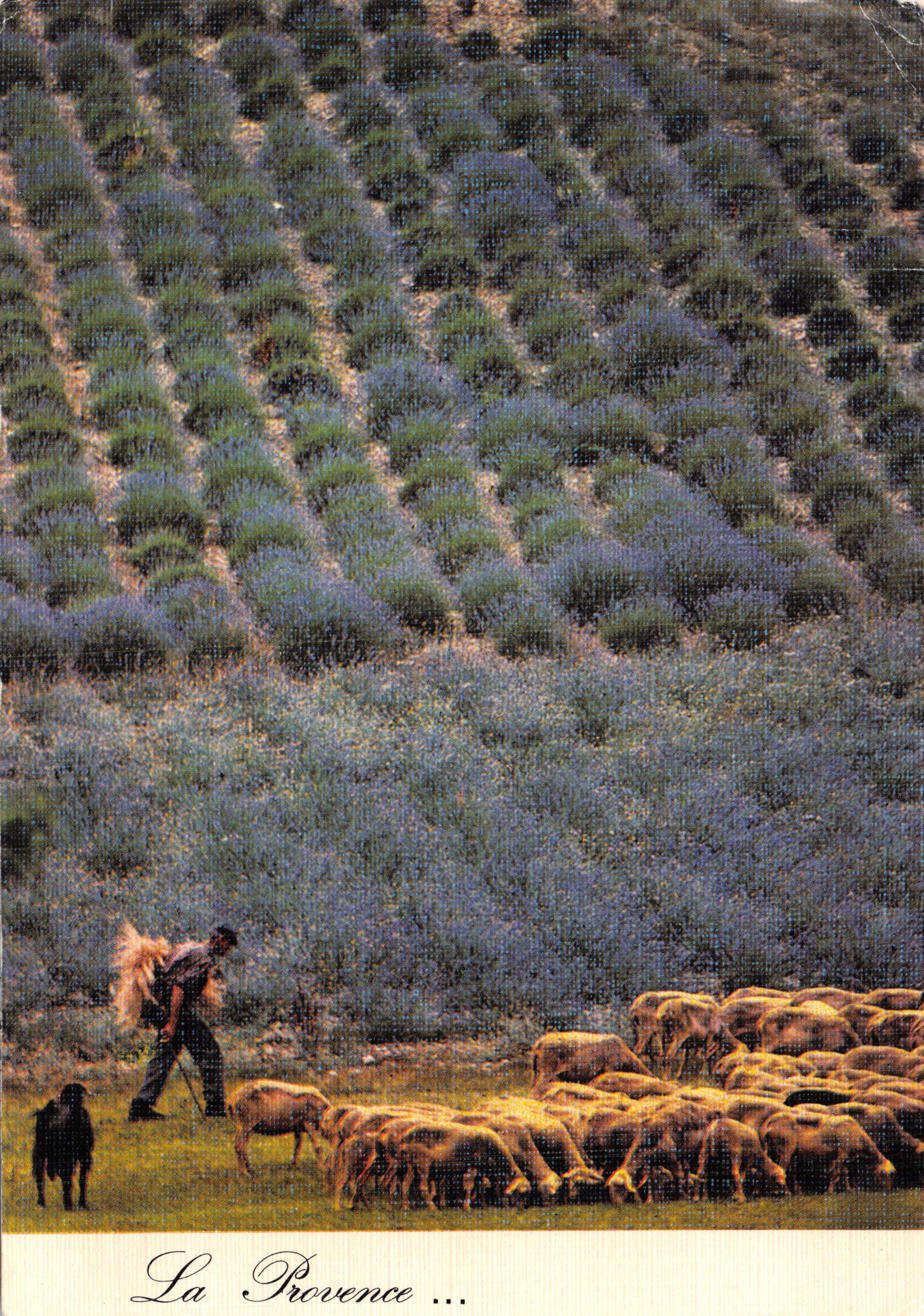 La Provence ... — pastore con gregge e cane nei campi di lavanda — Éditions TADIA