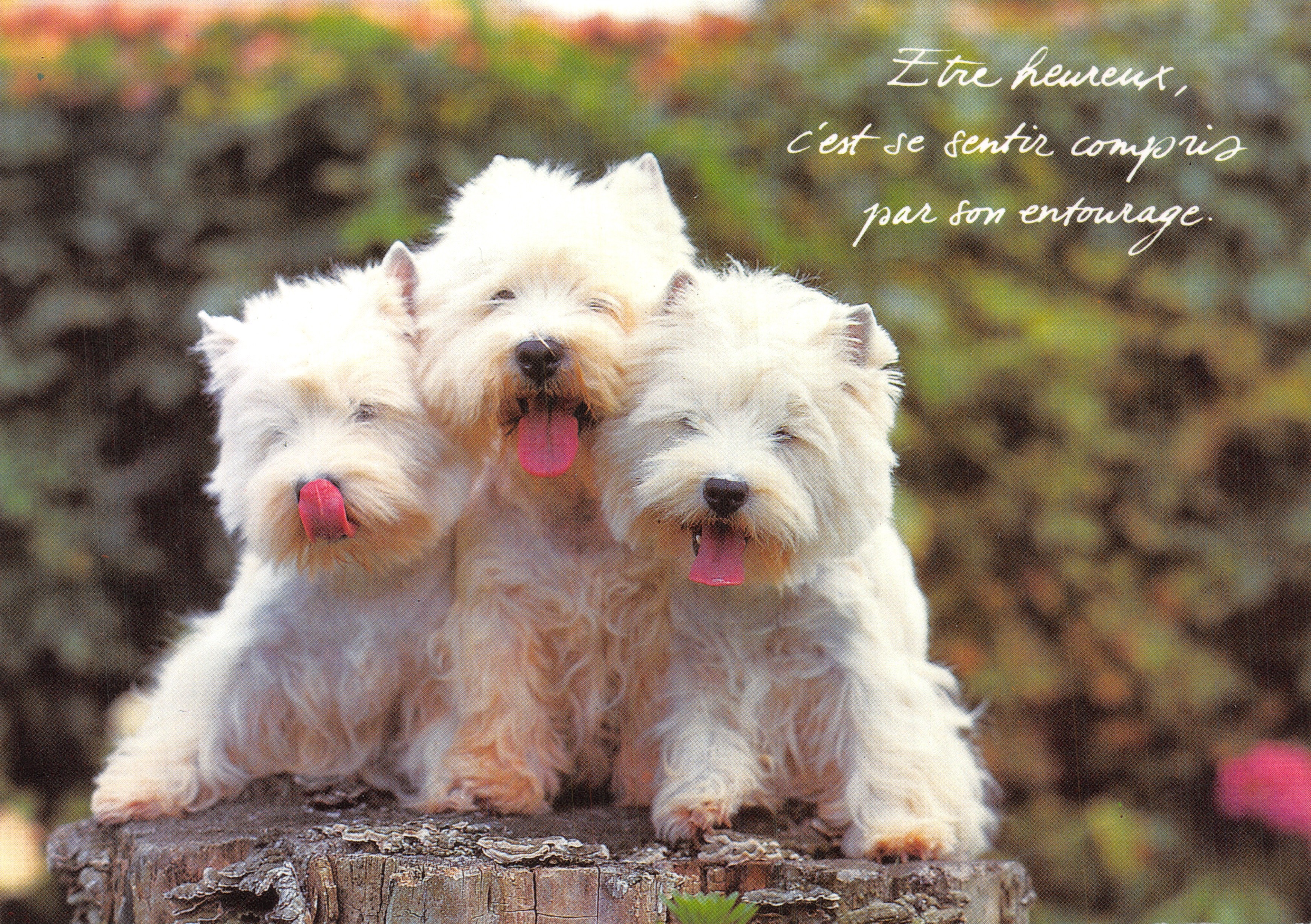 Drie West Highland White Terriers — op boomstam — Houtland, B-8200 Brugge - Lille - Den Haag