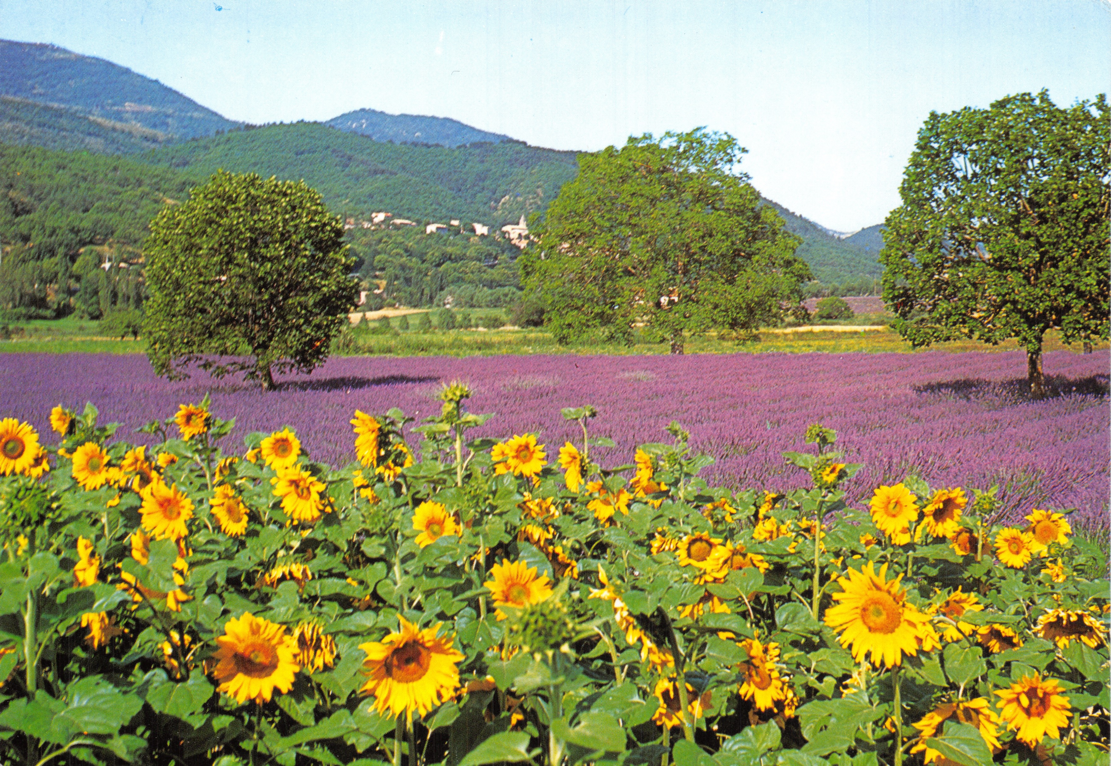 Sonnenblumen und Lavendelfeld — Éditions de Provence G.A.L. n° 4830