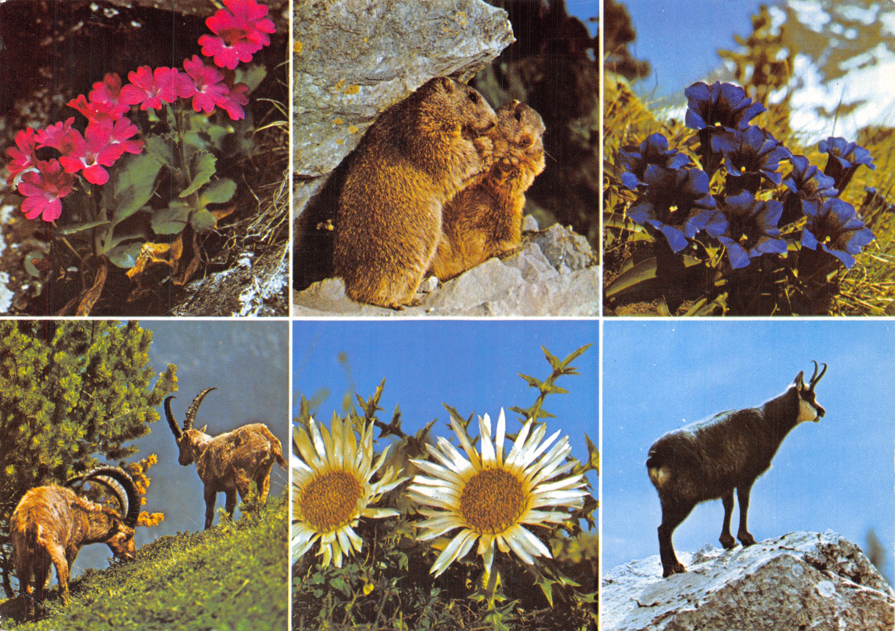 Flora und Fauna unserer Berge — 5307 — Druck und Verlag Engadin Press AG, Samedan