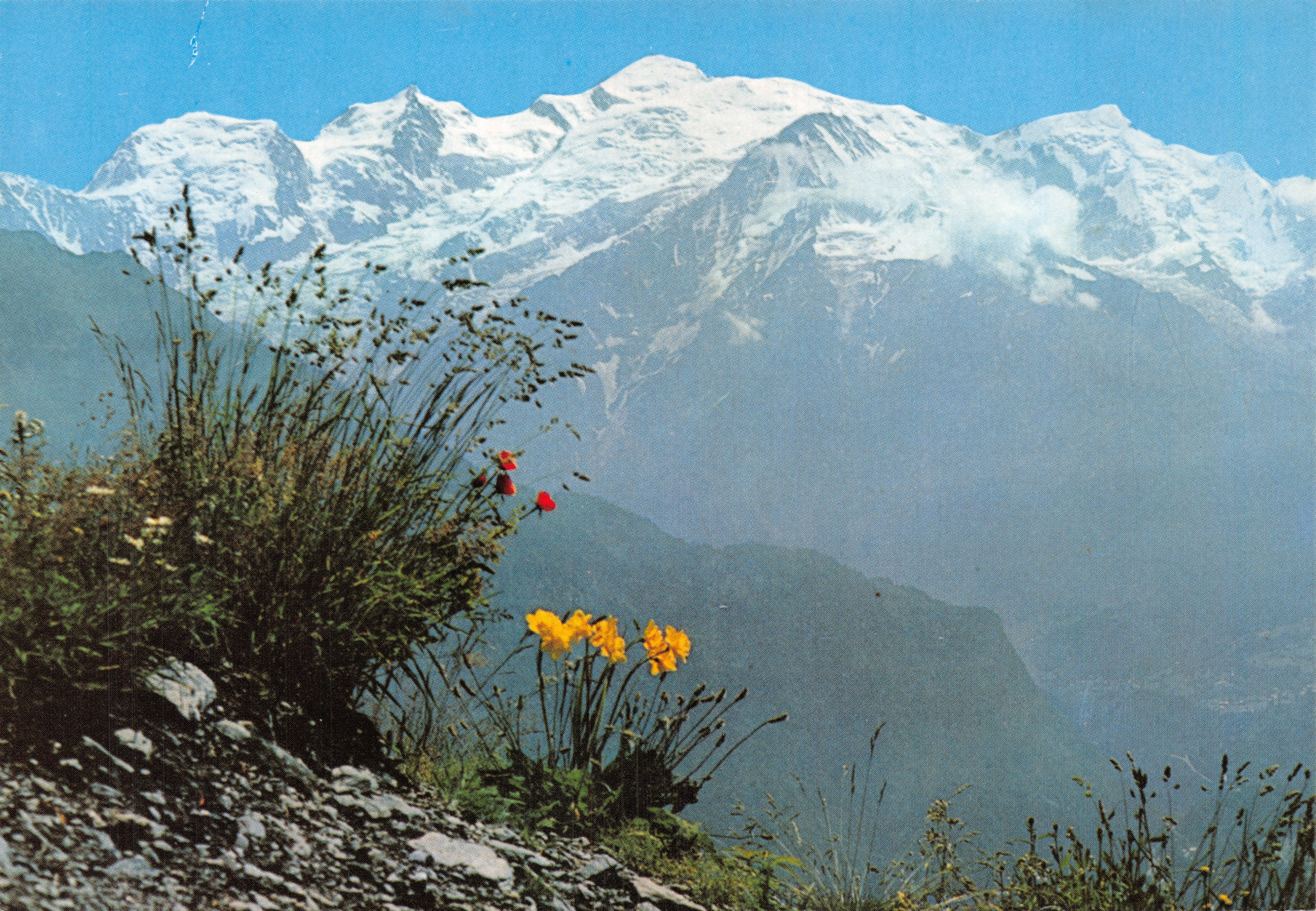 Mont-Blanc — panoramische uitzicht met bloemen in de voorgrond — Edities Les Allées des sentiers du Pays du Mont-Blanc, nr. 7818