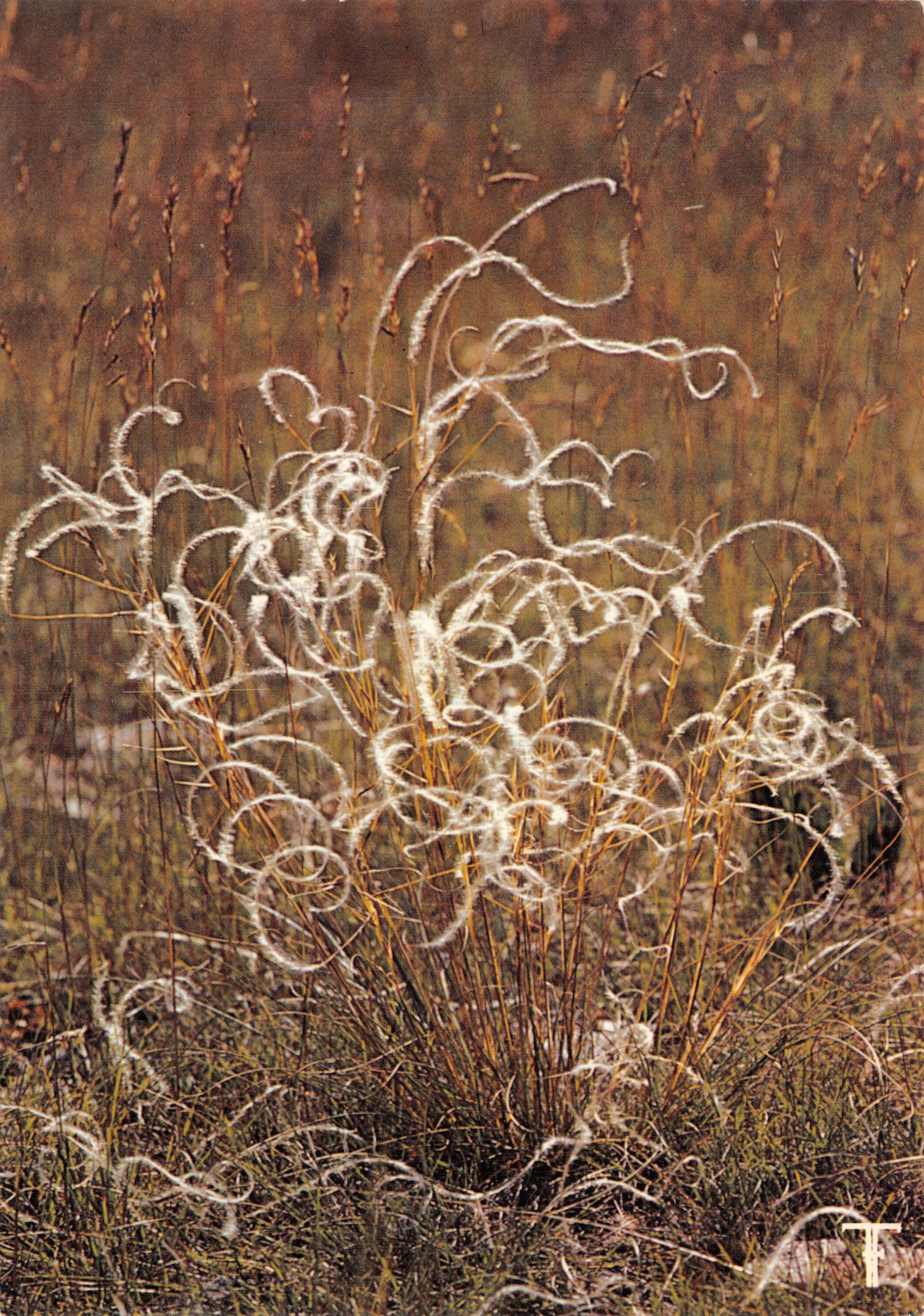 Veld met pluizige gras — Plant met witte koren — ÉDITIONS DES SEPTFONTS, n° F.5