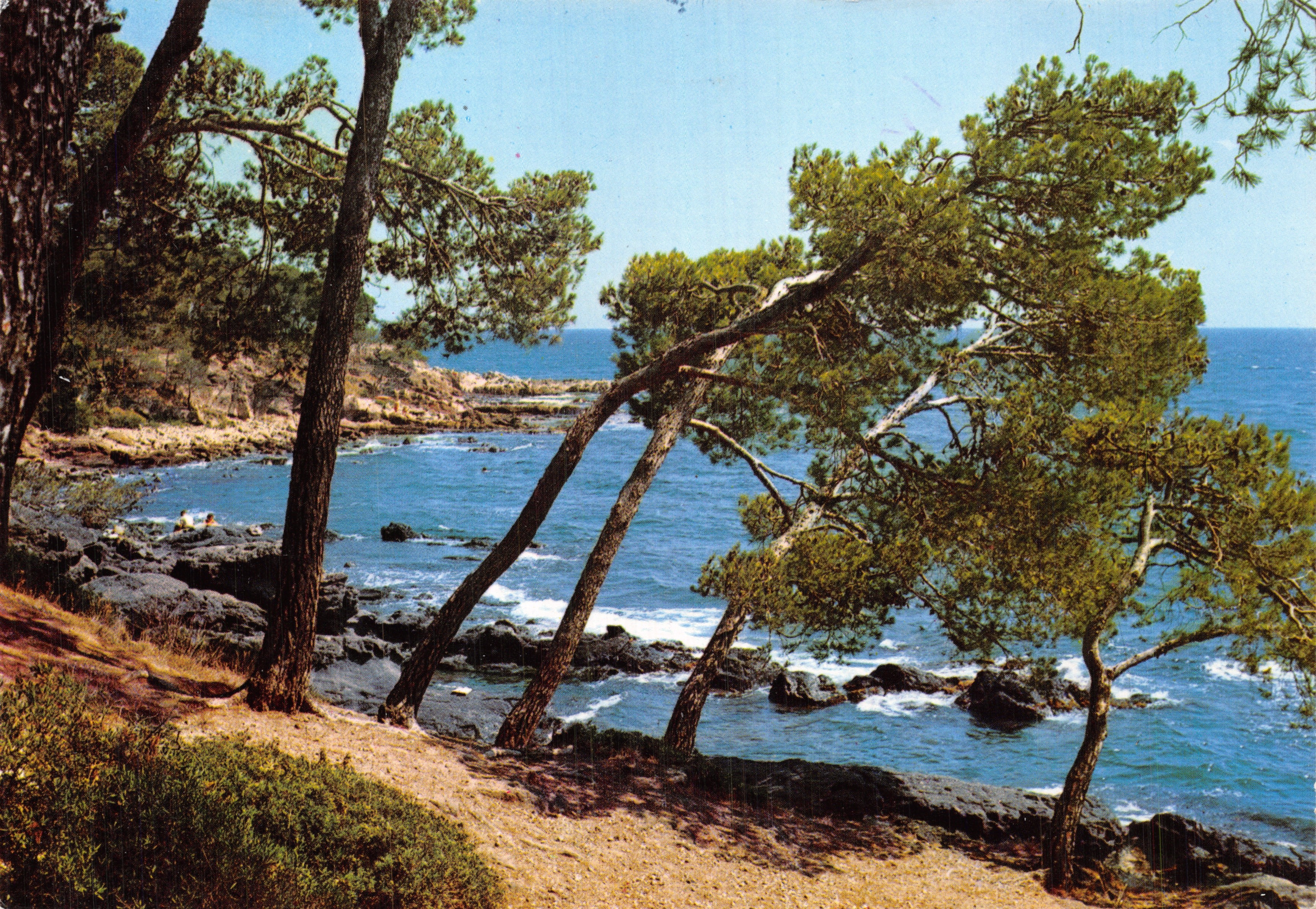 Pinos inclinados sobre el Mediterráneo — vista costera con rocas y mar — Editions S.E.P. - Impreso en la tarjeta n.º 25/147