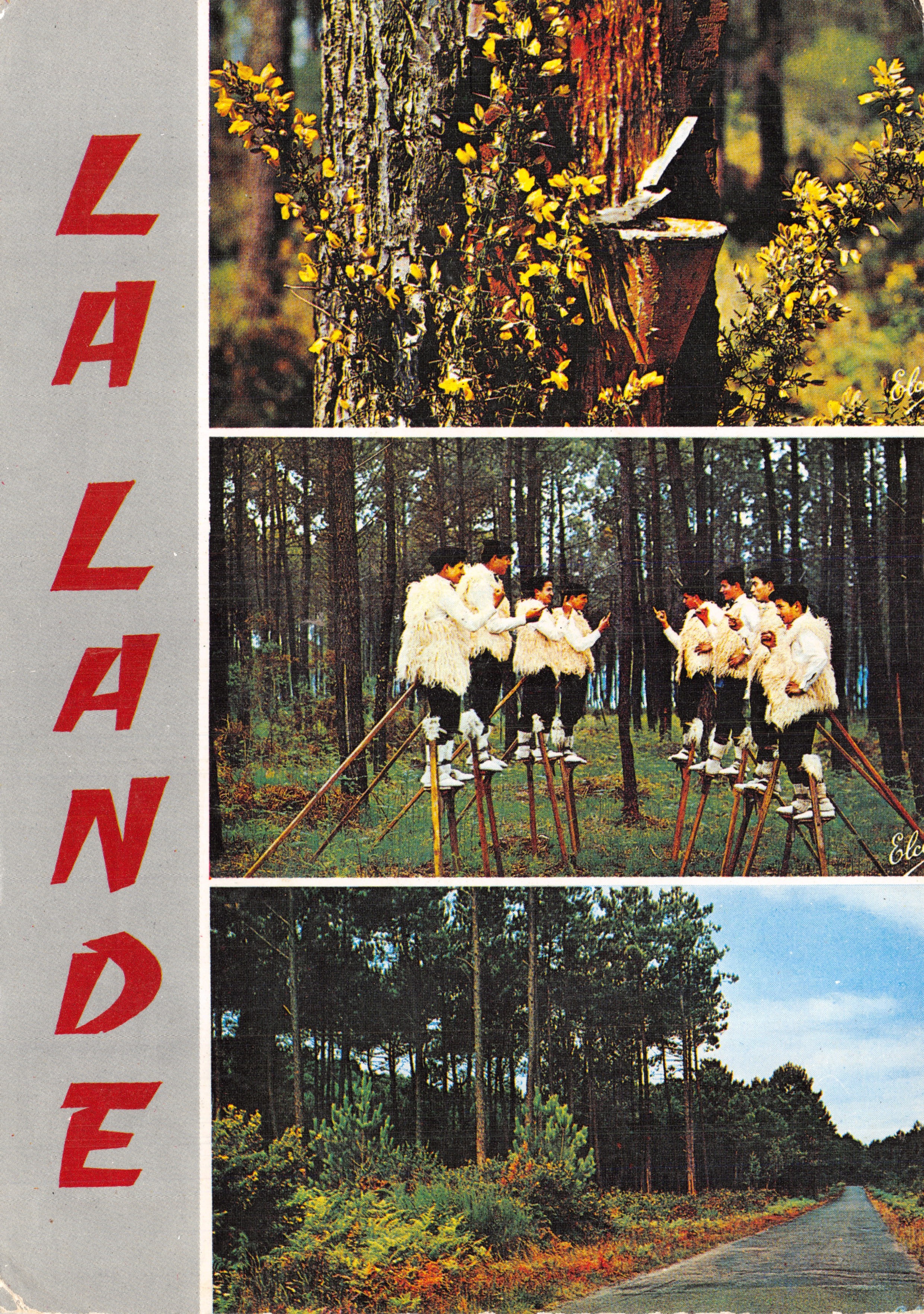 La Lande — Bosque de primavera con brezo en flor, grupo de « Lous Cadetouns » sobre estacas, camino en el bosque de pino — Editor Élécoen