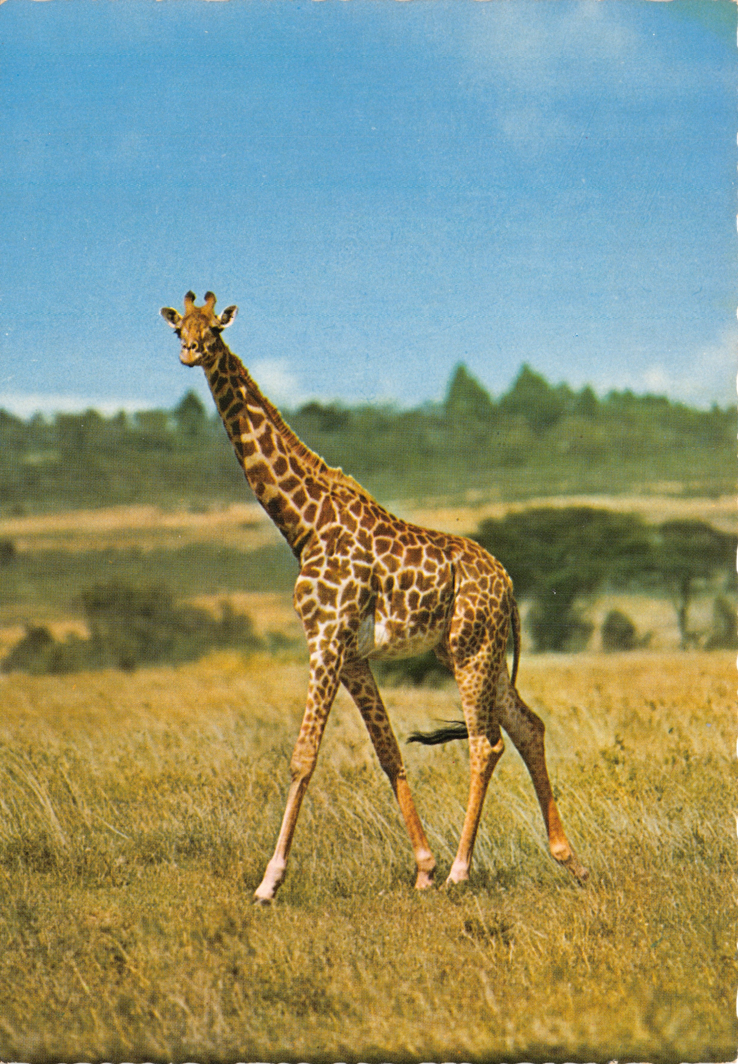 Girafe — savane africaine — éditeur JUMBO, n°3