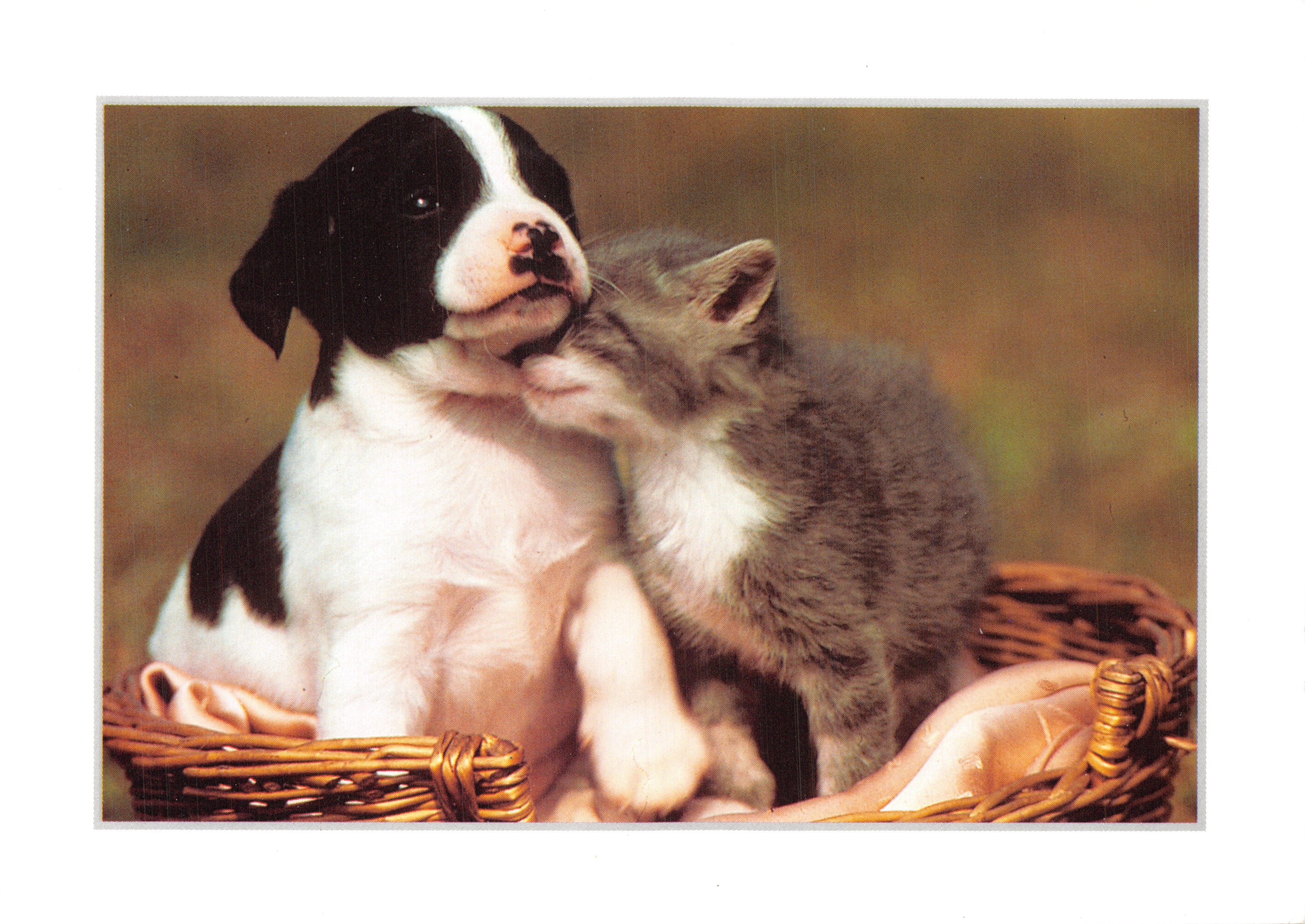 Chiot et chaton dans un panier — scène affectueuse — éditeur GROS CALINS