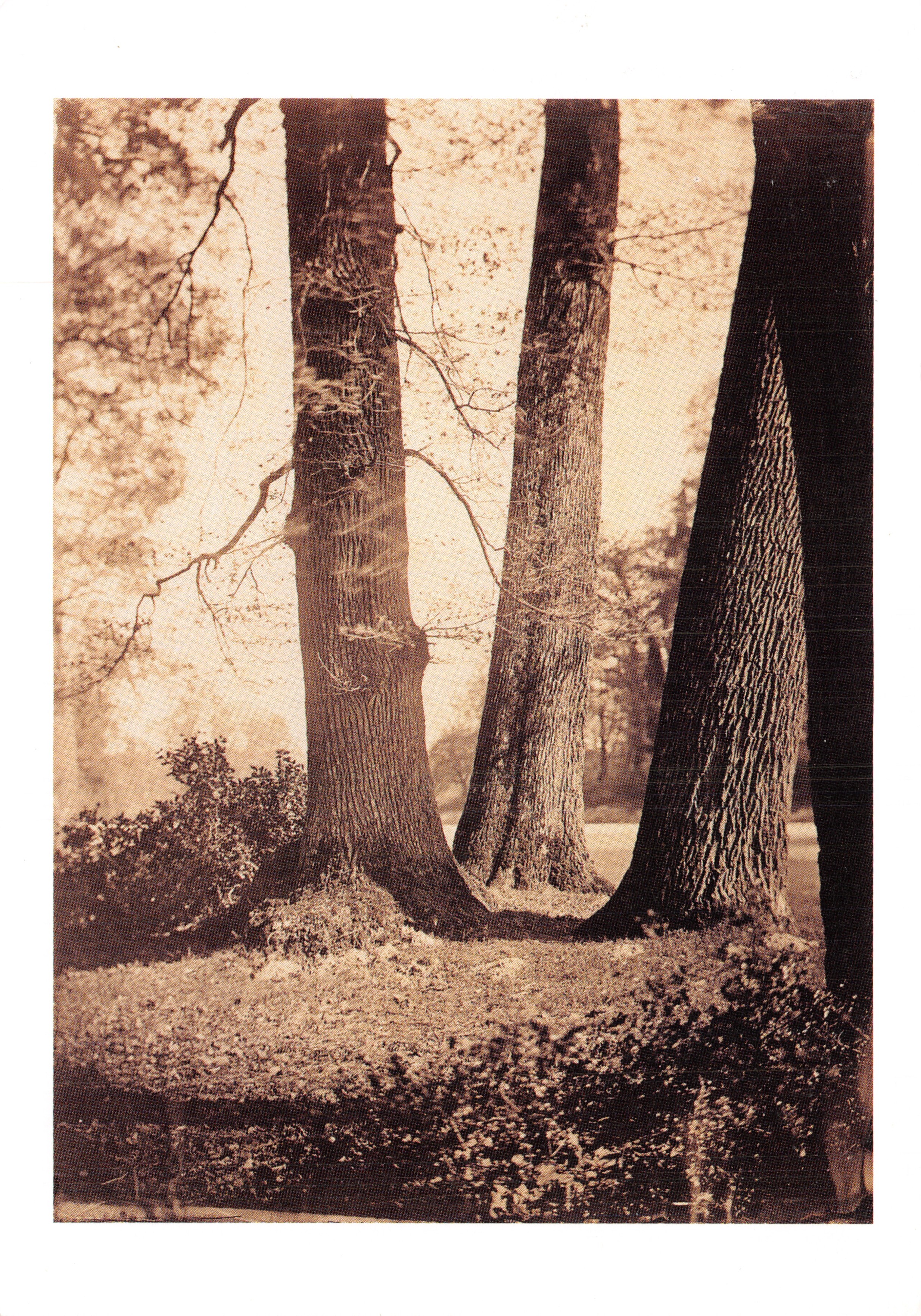 Étude de troncs à Fontainebleau — photographie de Gustave Le Gray, négatif sur verre au collodion, vers 1855-1857, imprimé par IMP Graphic – CP 0220