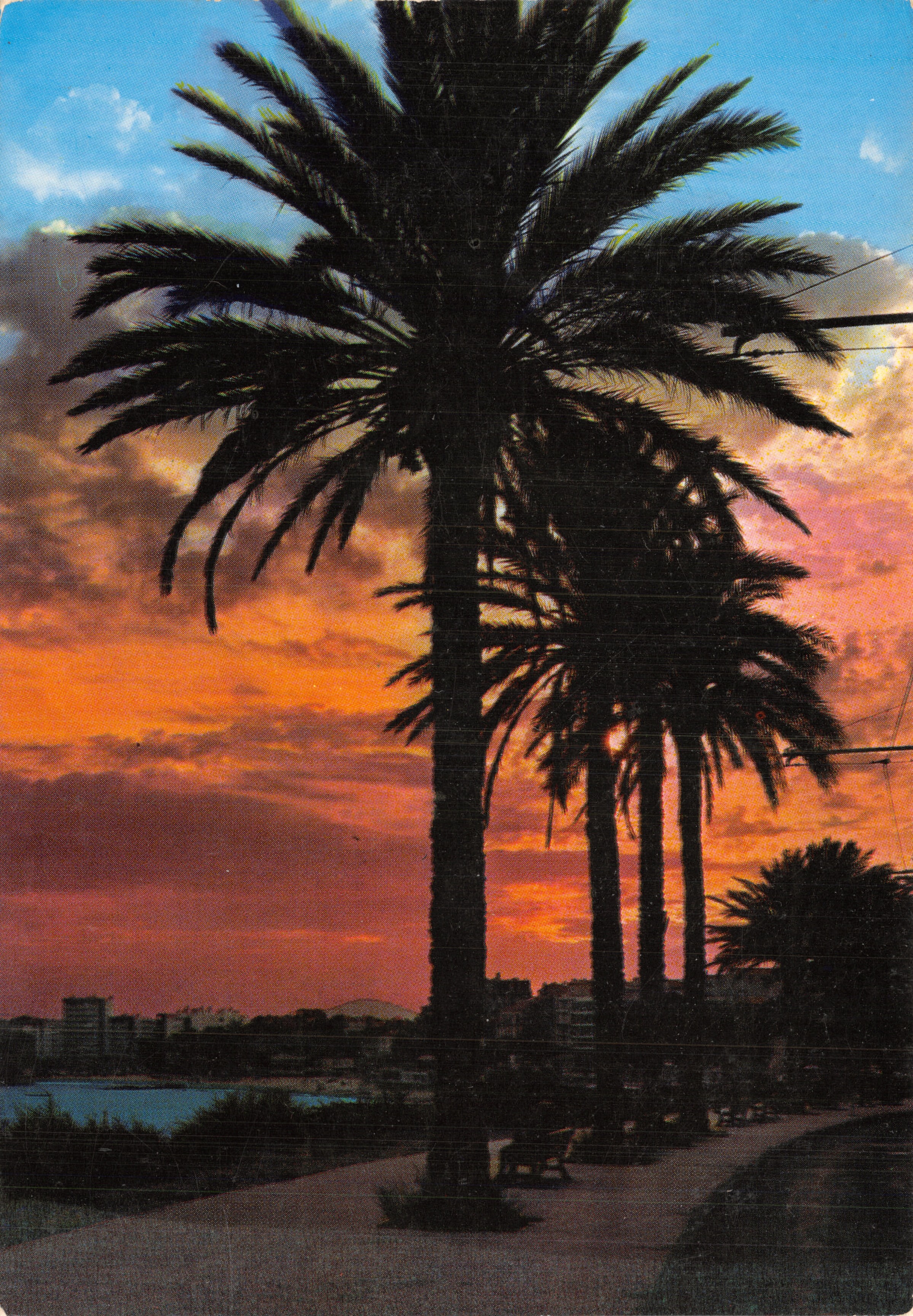 Coucher de Soleil — Vue de palmiers et rivage — Les Éditions MAR