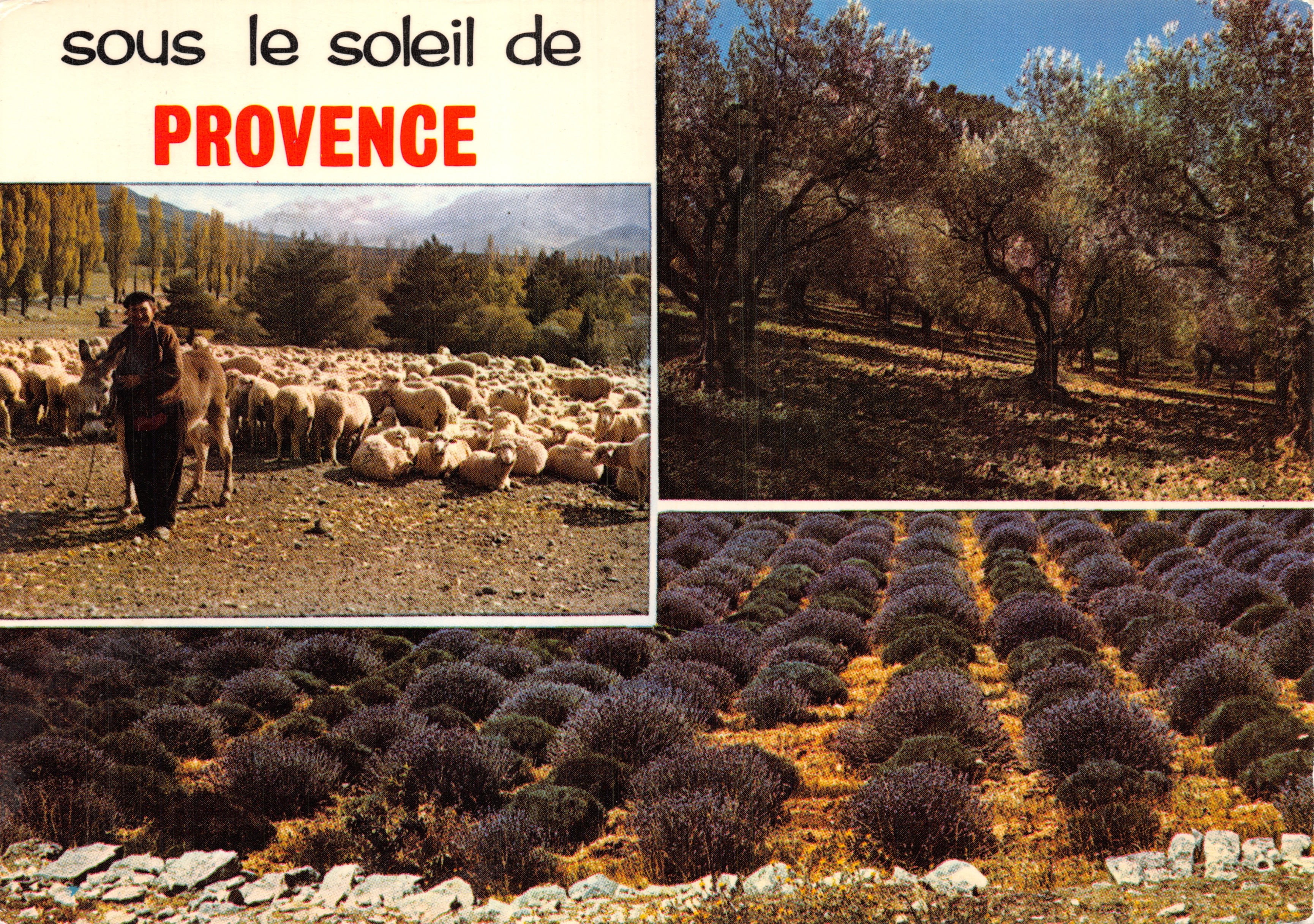 Sous le soleil de Provence — paysages de lavande, oliviers et moutons — Éditions de l'Économie