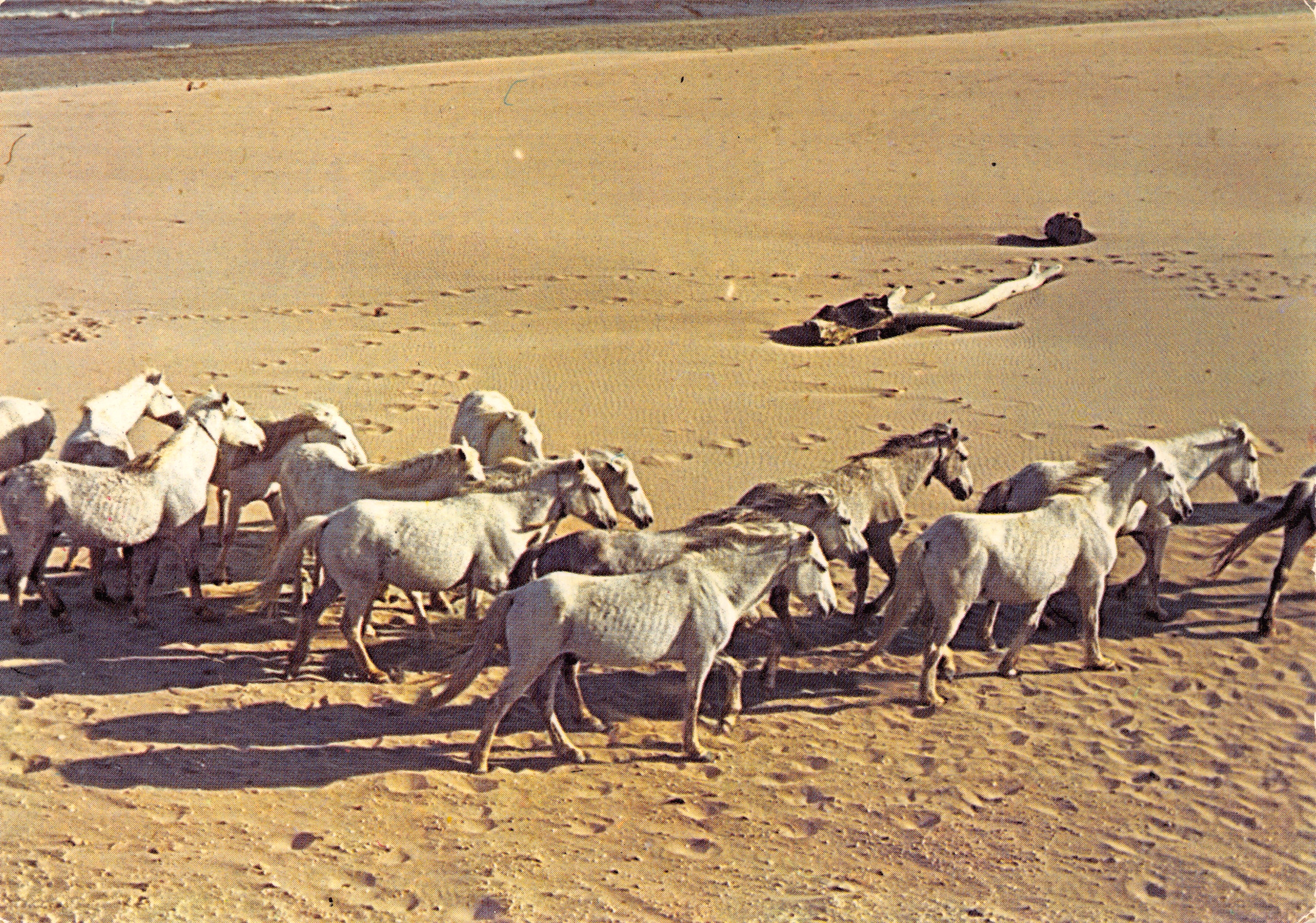 Caballeros camarguenses — manada en la playa — Ediciones « SL »
