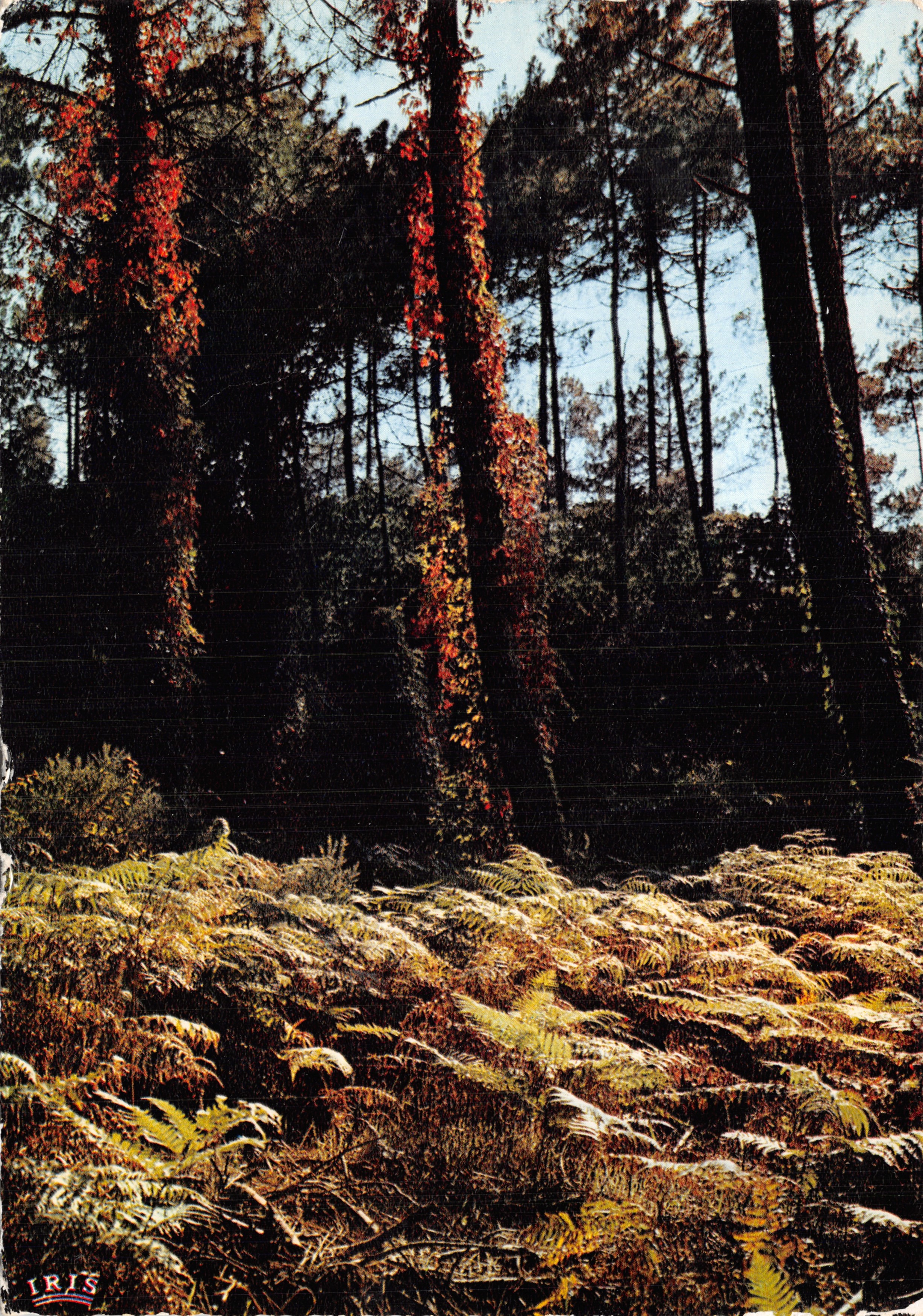 Bosque de Gascogne — subbosque con helechos y enredadera roja — Editions Mexichrome, n.º 40/220