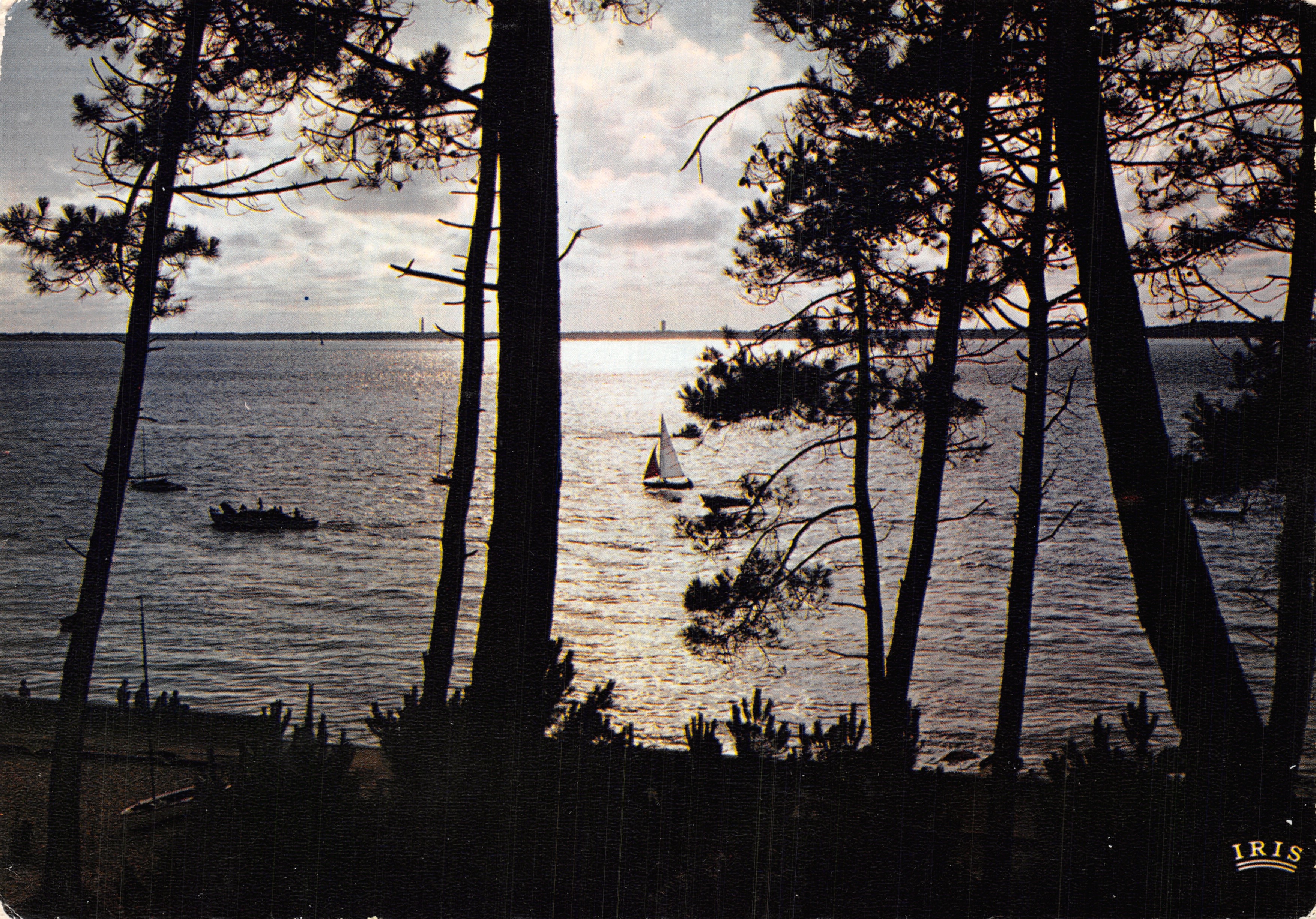 Bassin d'Arcachon — vista iluminada desde detrás a través de los pinos — Ediciones Modernas « Théolojac »