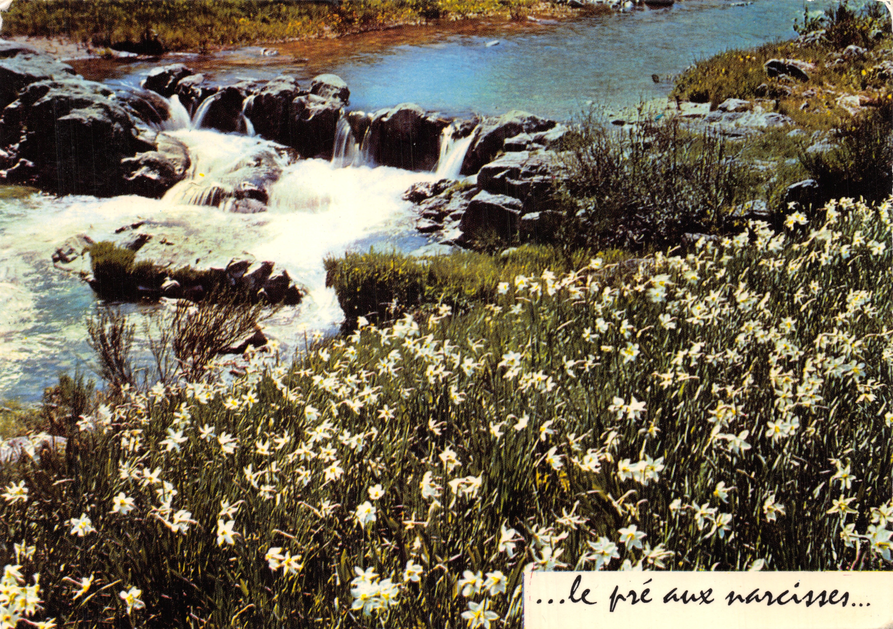 Le pré aux narcisses — vue de cascade et prairie fleurie — Éditions J. Cellard, F. 30612