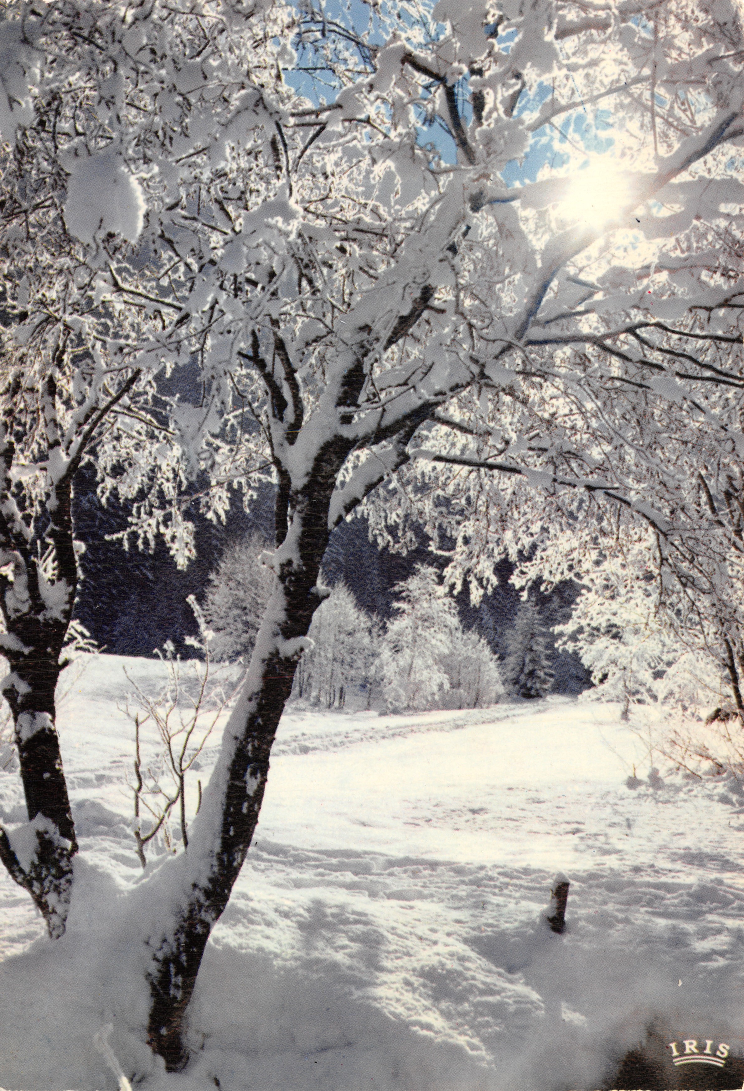 Paesaggio invernale innevato — foreste e sentieri sotto il sole — editore IRIS
