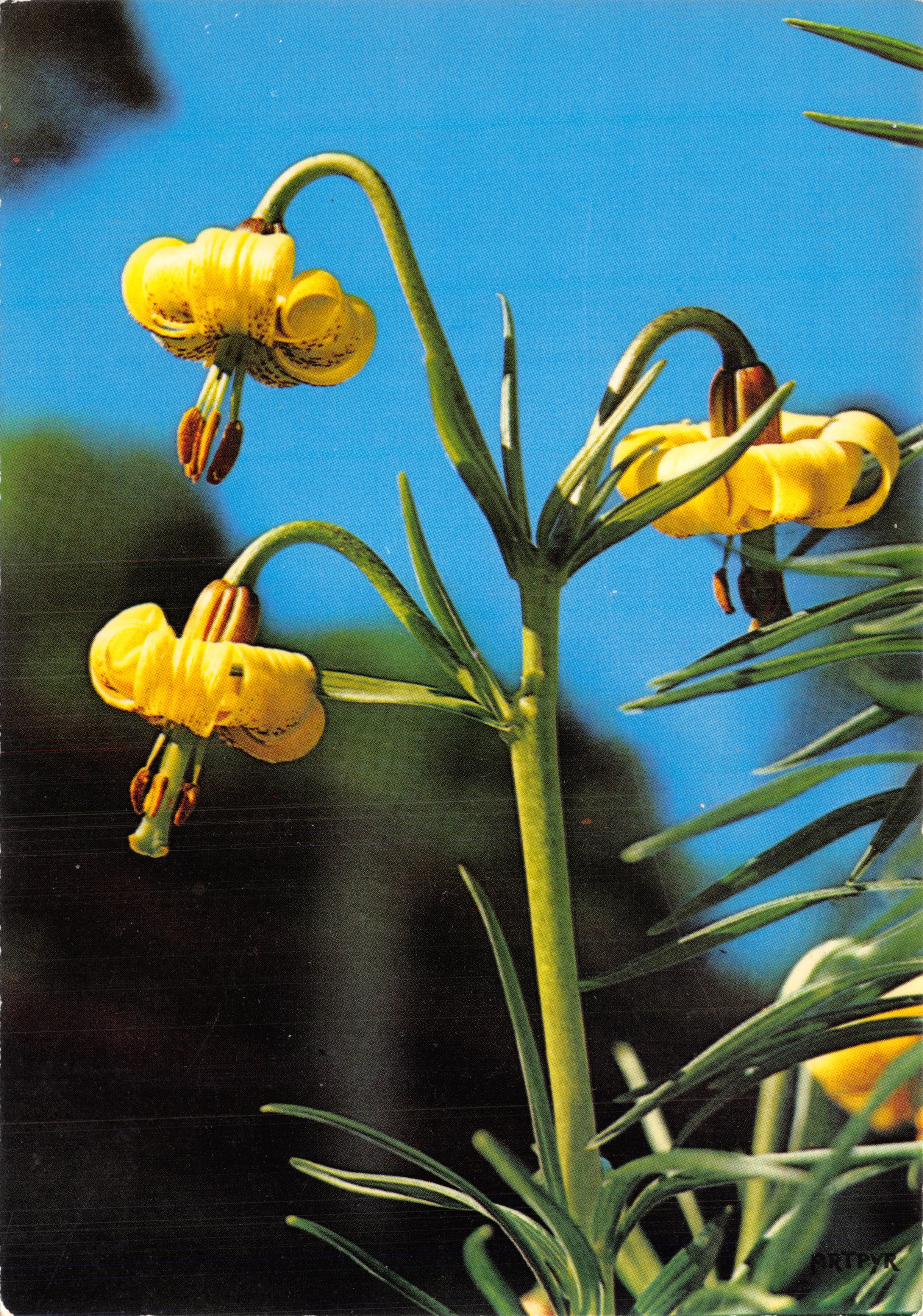 Lilie van de Pyreneeën — gele bloemen in bloei — uitgever ARTPYR, nr. 18