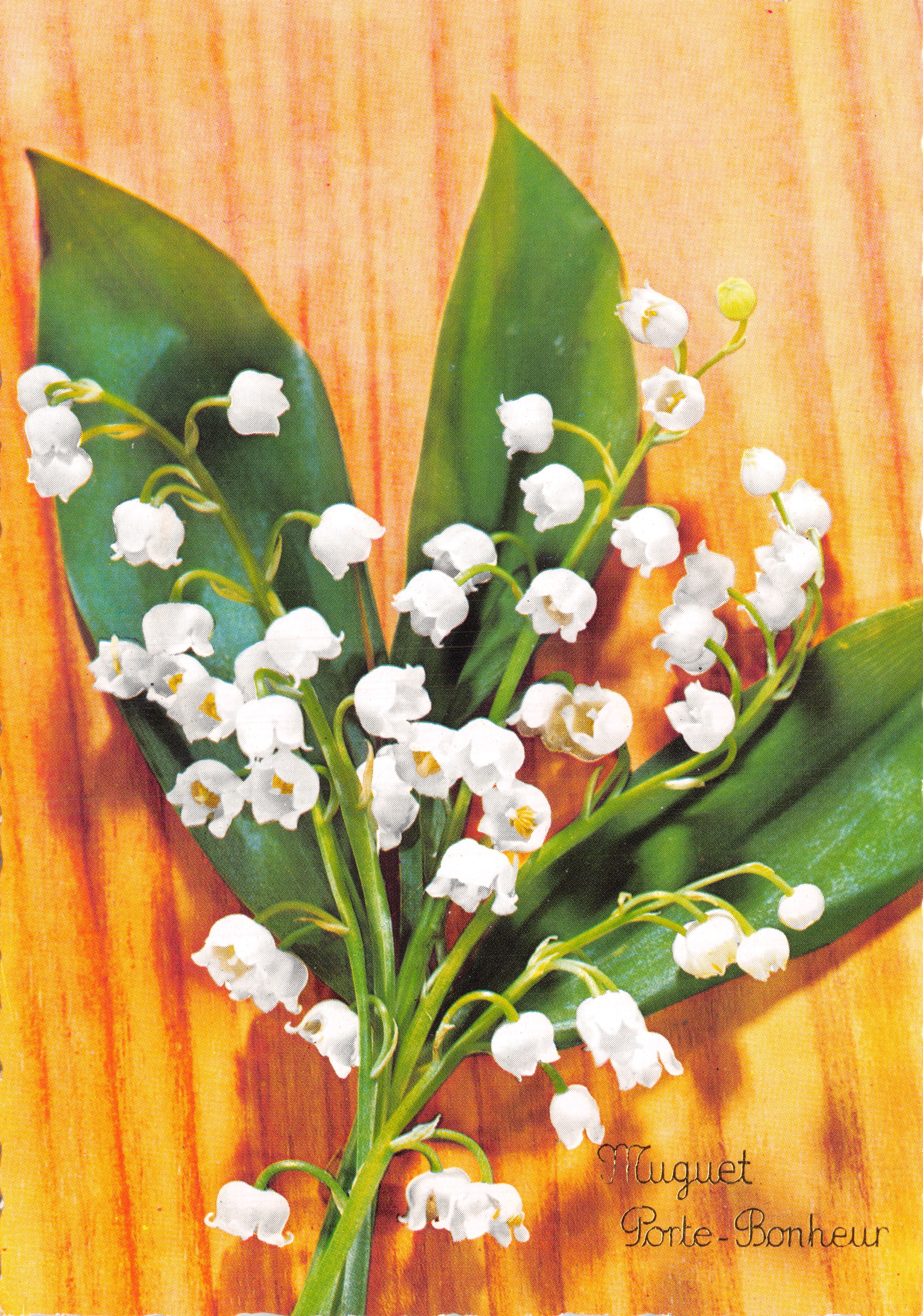 Lilie — bloemenvoorstelling op houten achtergrond — Lilie van Goede Vreugde