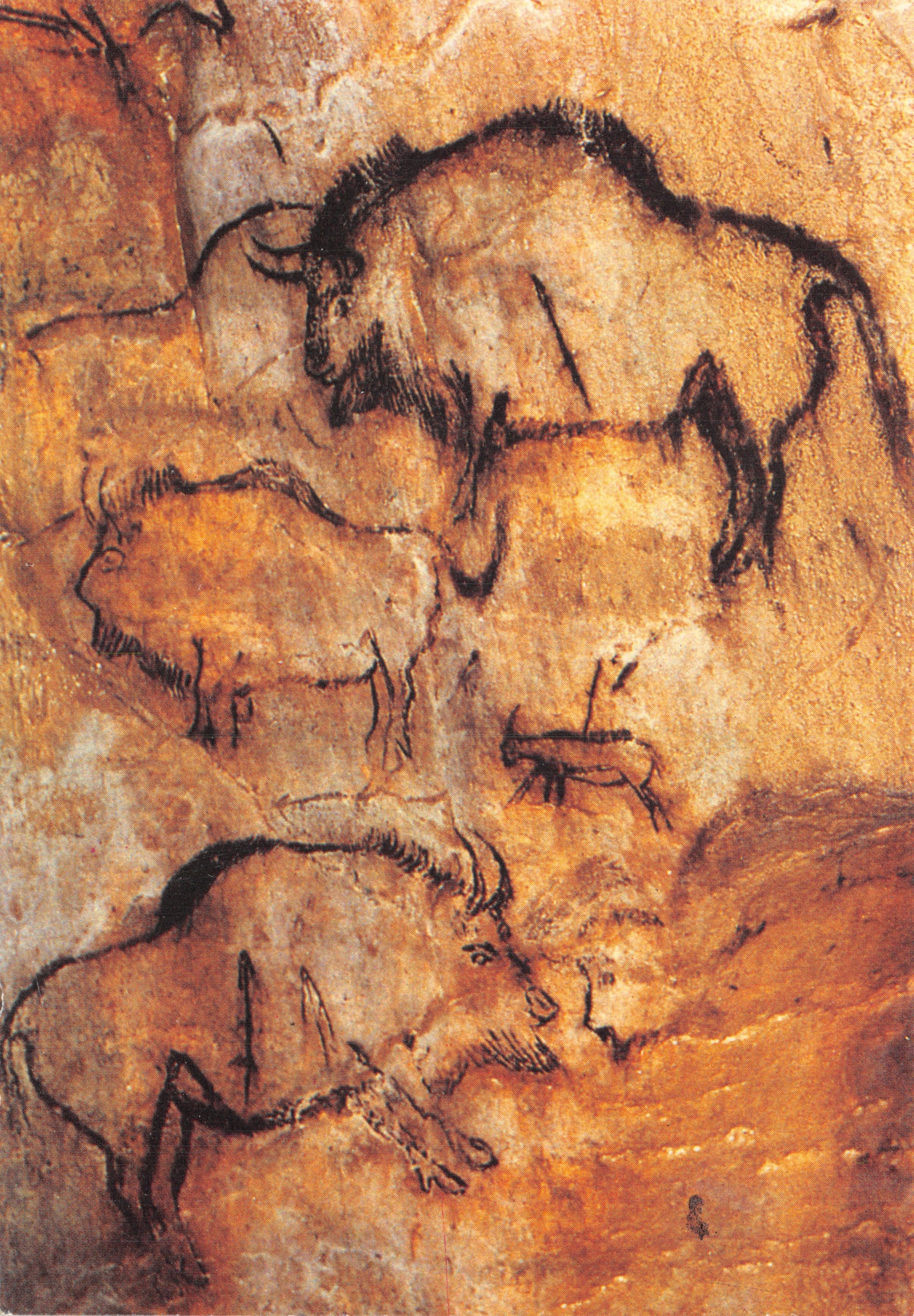 Grotta di Niaux — disegni di bisonti e animali magdaleniani — S.A. APA-POUX - ALBI