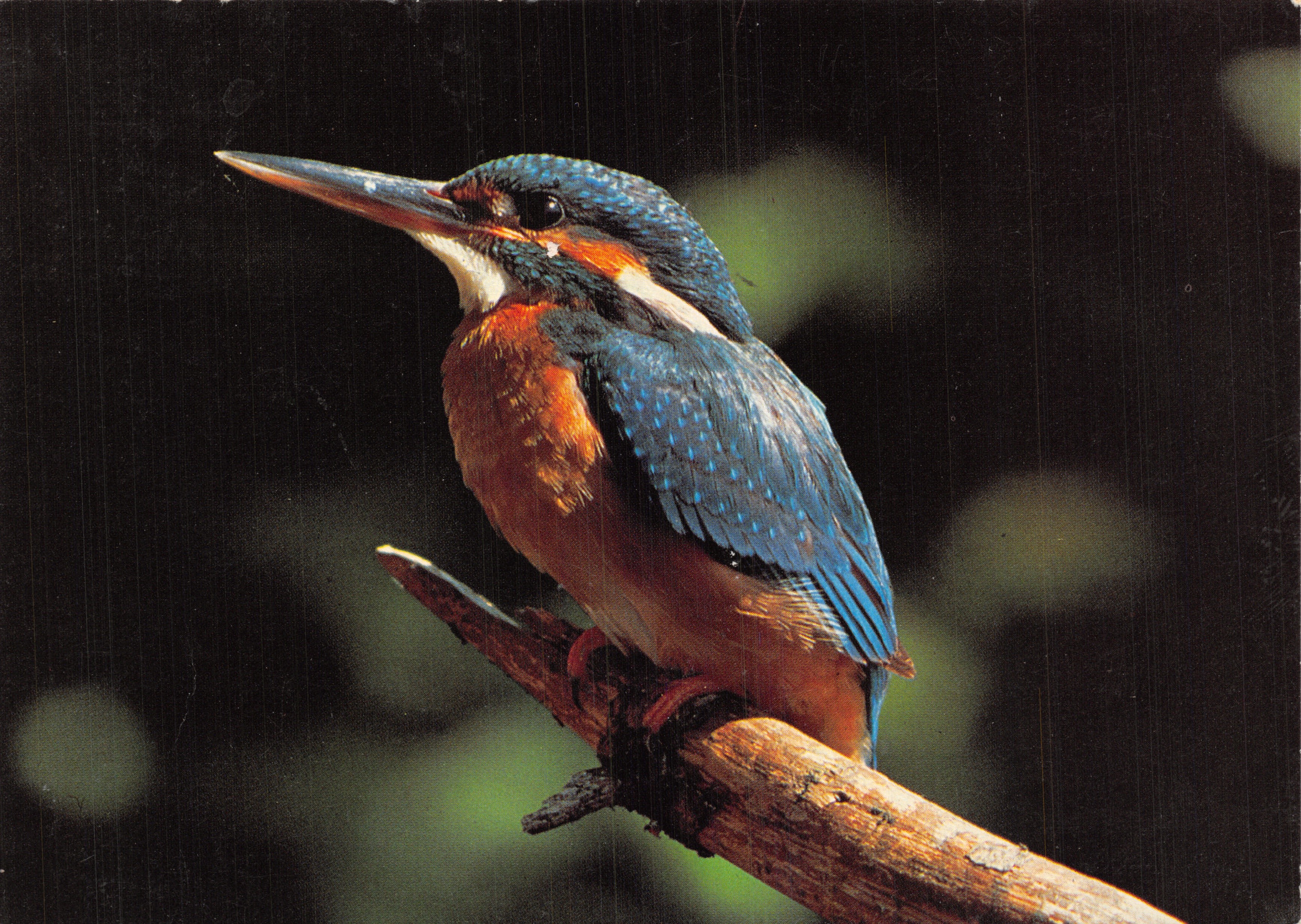 Martin-pêcheur — oiseau perché sur une branche — Photo: A. Knapp, éditeur LSPN