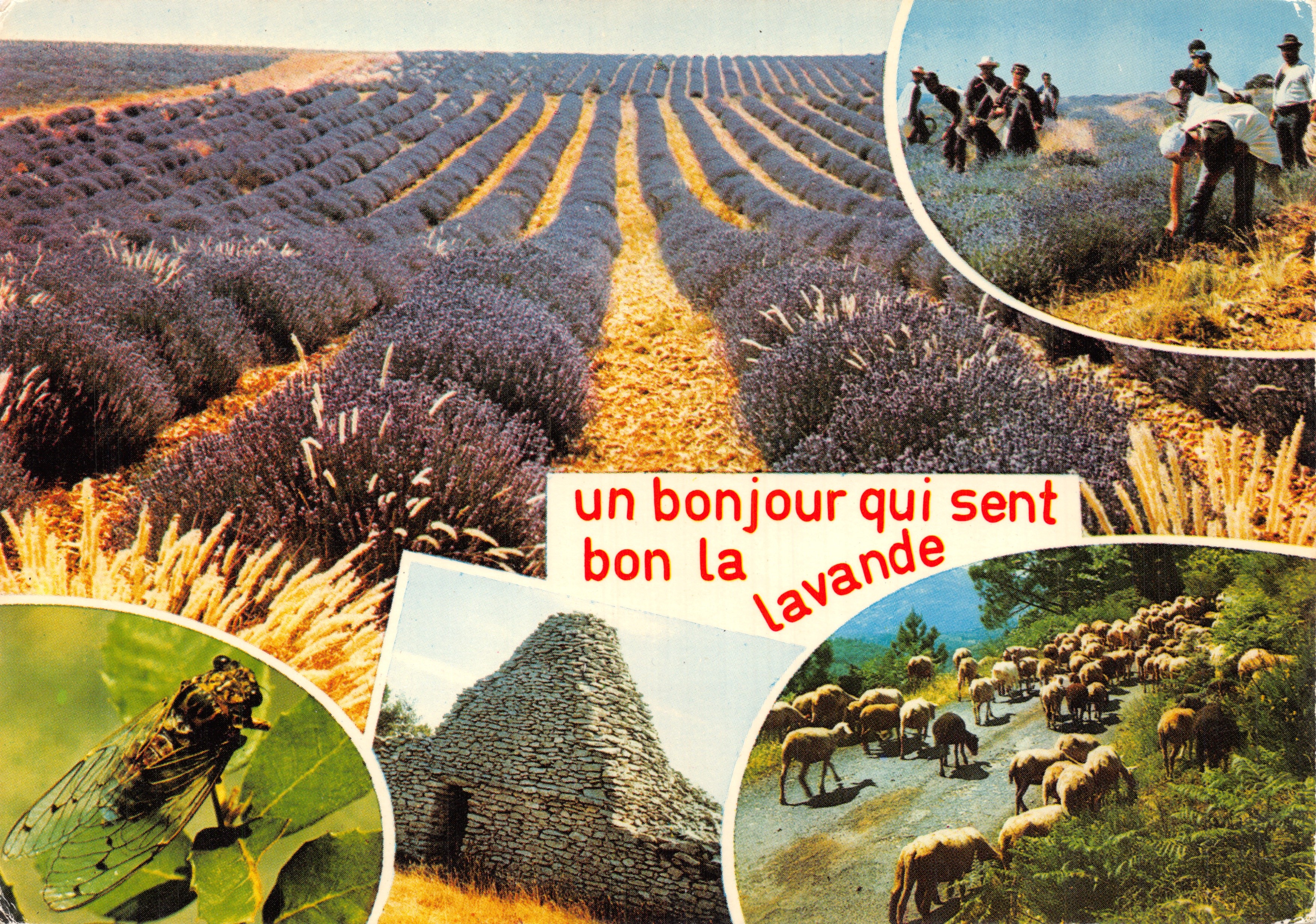 Champs de lavande — vue panoramique avec vignettes de travailleurs, moutons et cigale — Éditions J. CELLARD
