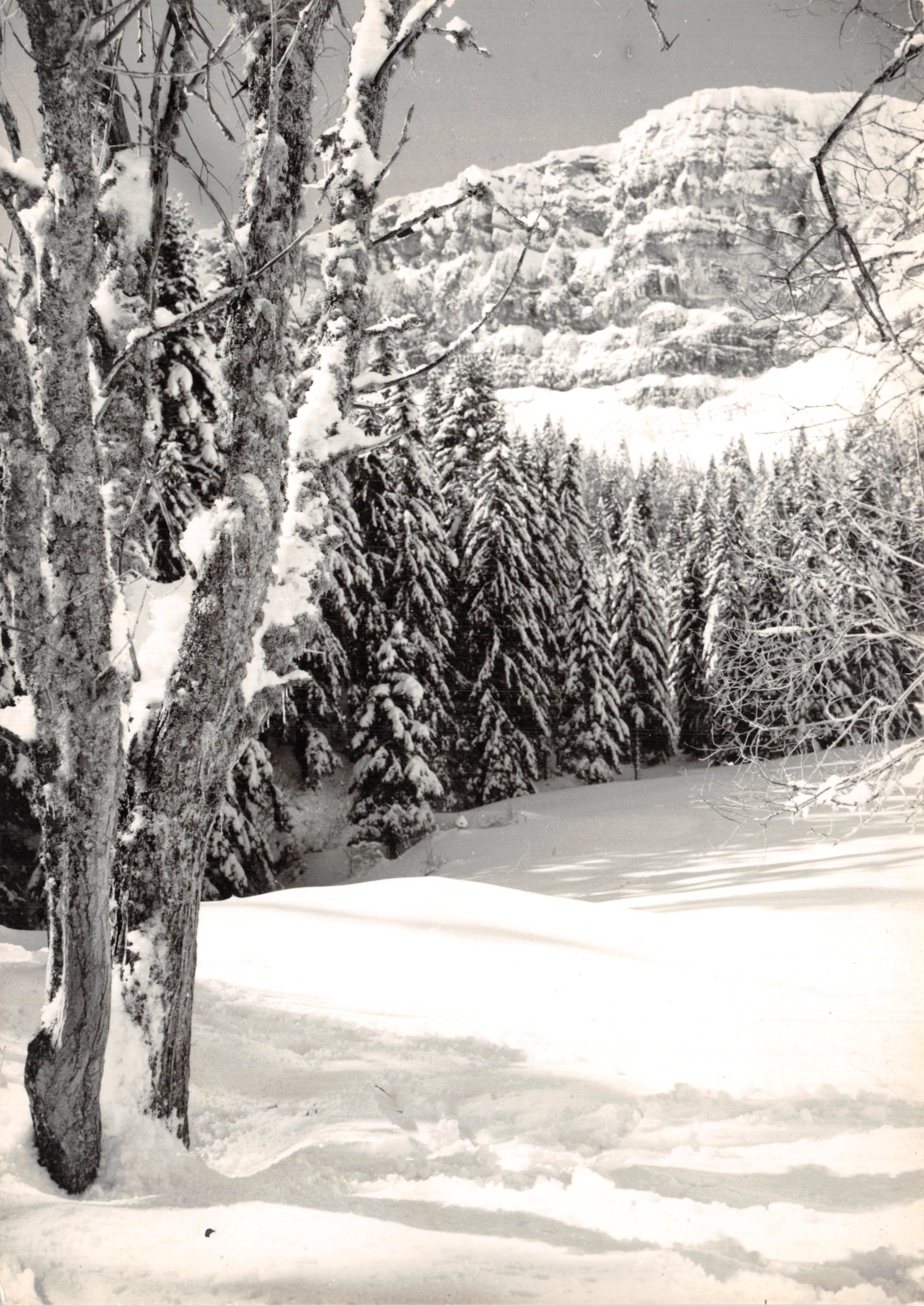 Les Rochers du Mont-d'Or — Paysage enneigé — Photo Stainacre - Pontarlier