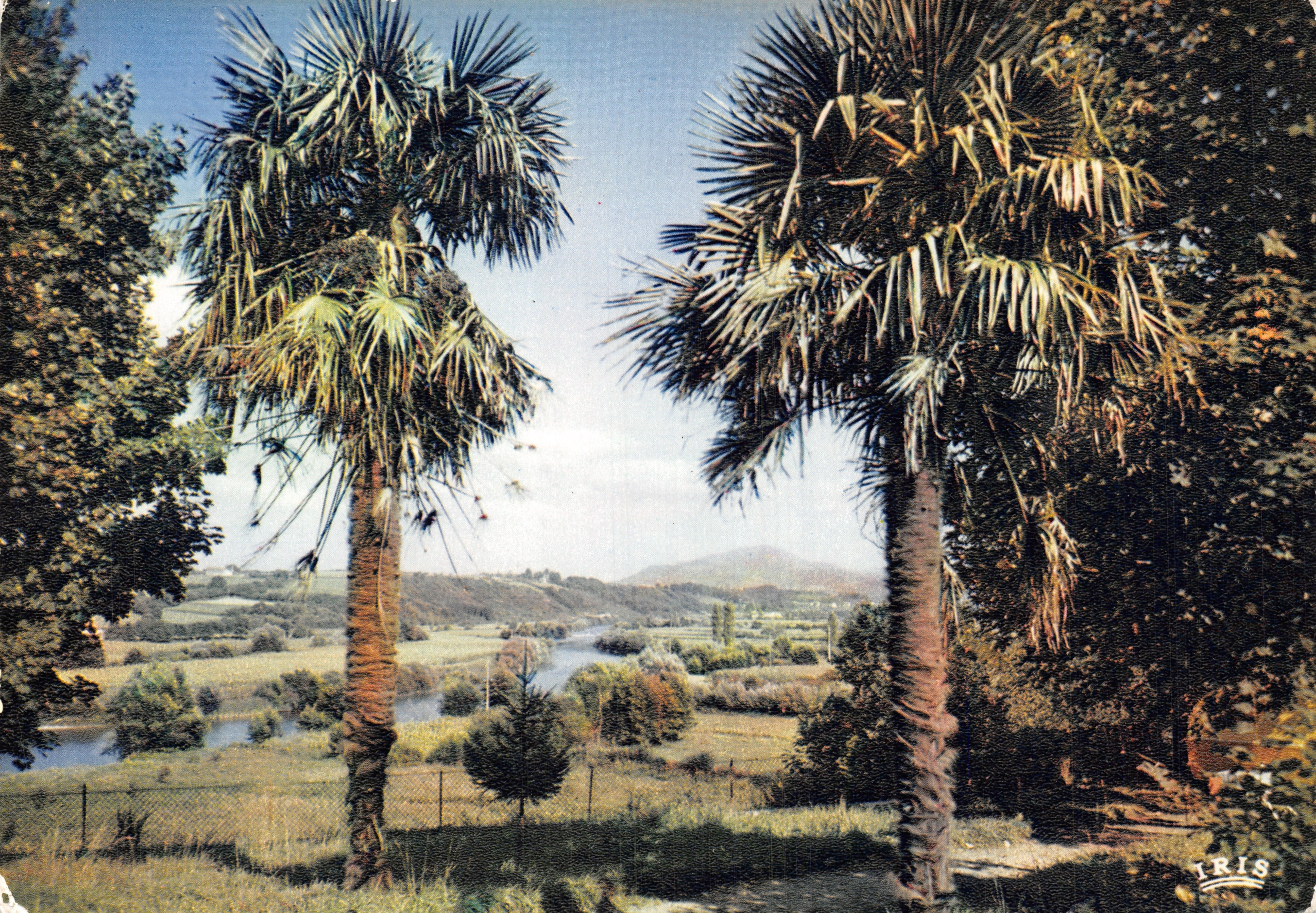 Palme — Vista di un paesaggio con fiume e colline — Editore IRIS