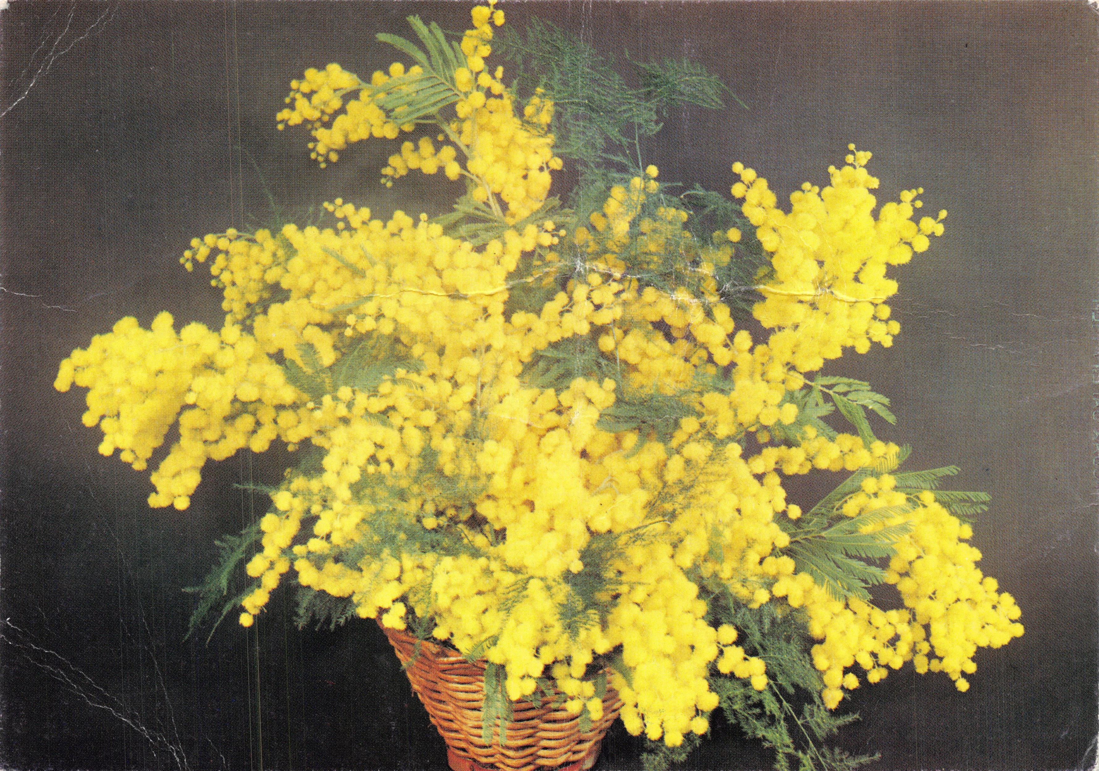 Bouquet de mimosa — en un cesto de mimbre — Éditions F.R. 13 - Marsella