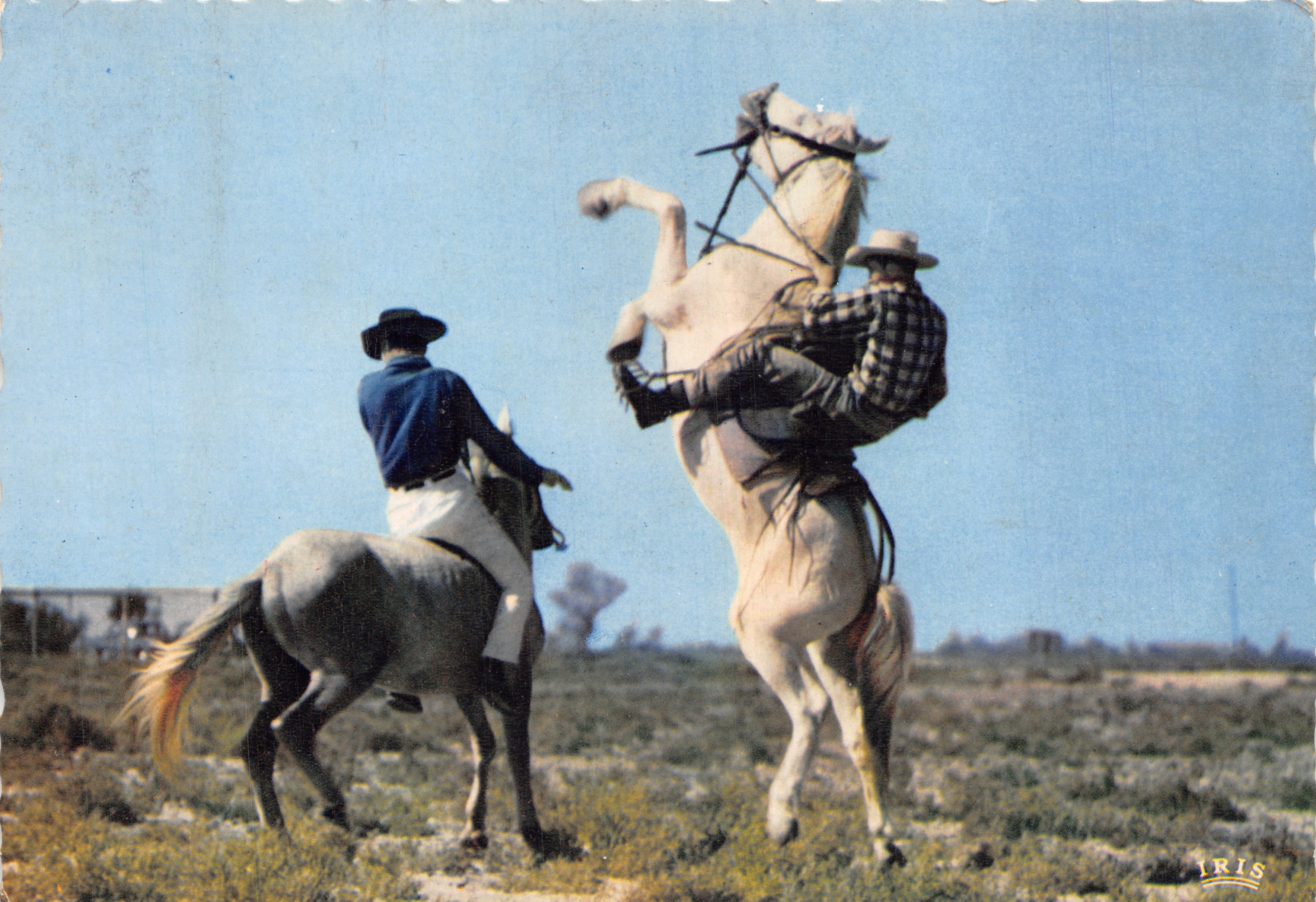 Camargue — Chevaux sauvages et dressage — Éditeur IRIS