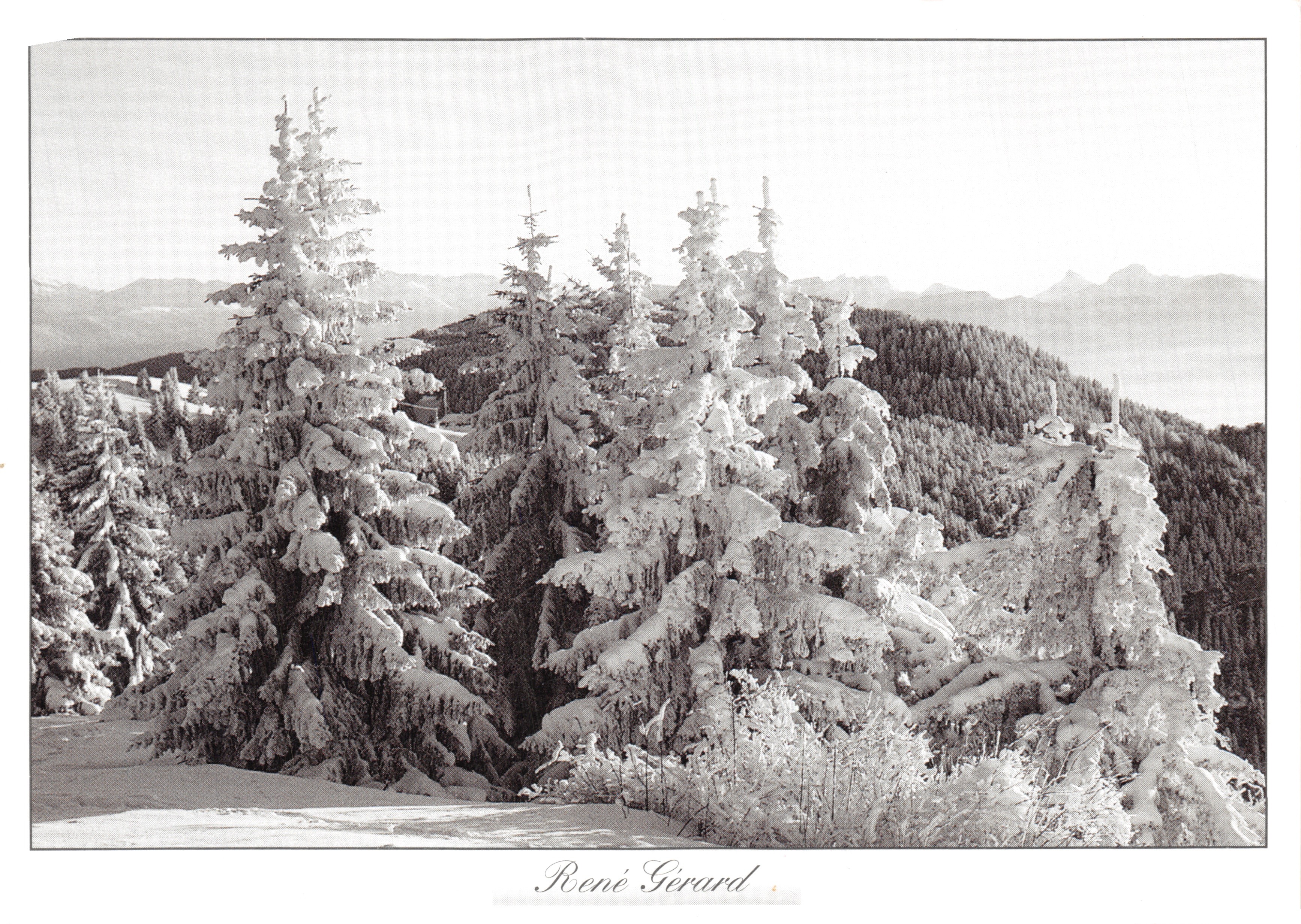 Schneelandschaft — Tannenwald unter Schnee — René Gerard