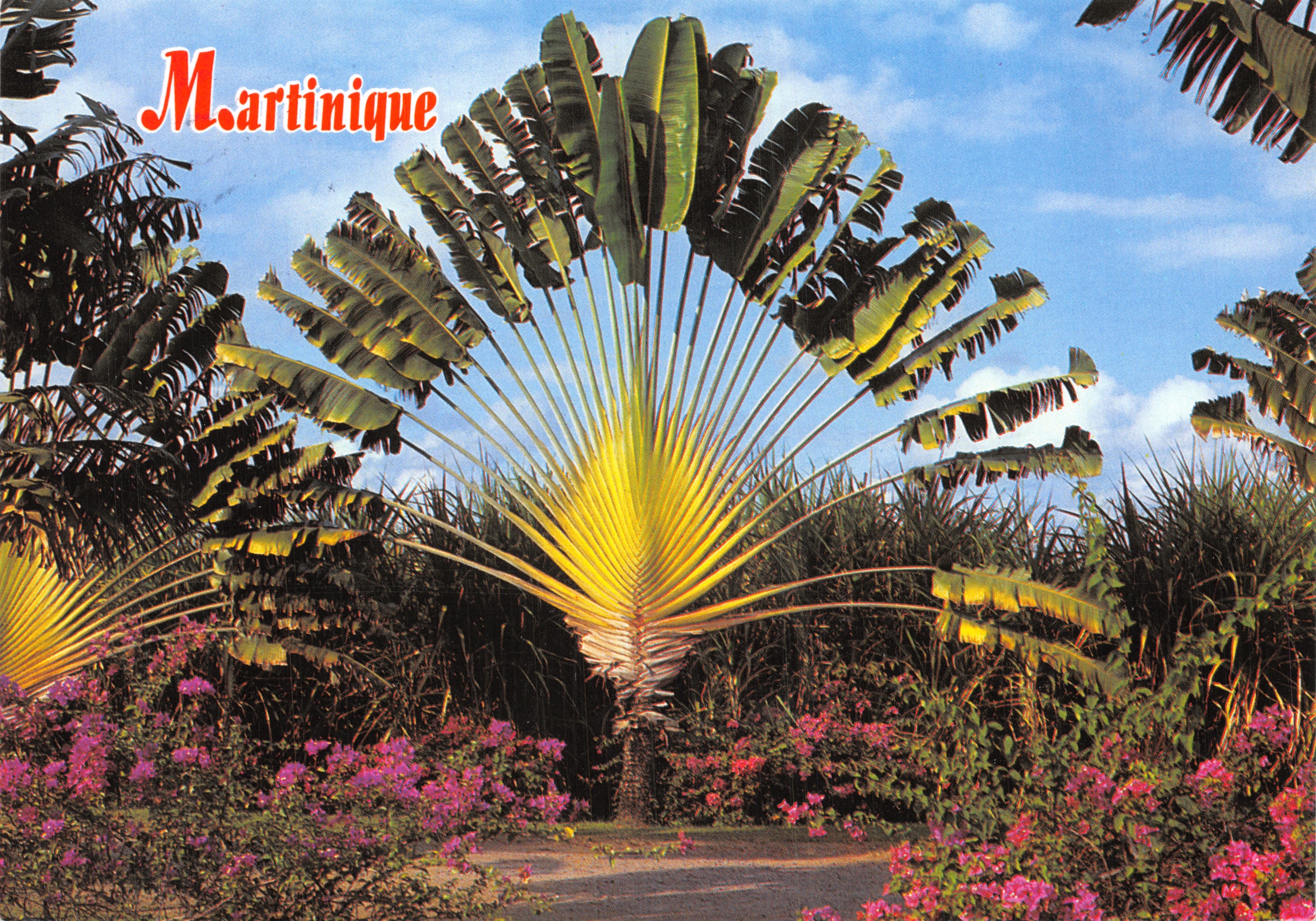 Martinica — Árbol del Viajero (Planta de plátano) — Éditions Grand France