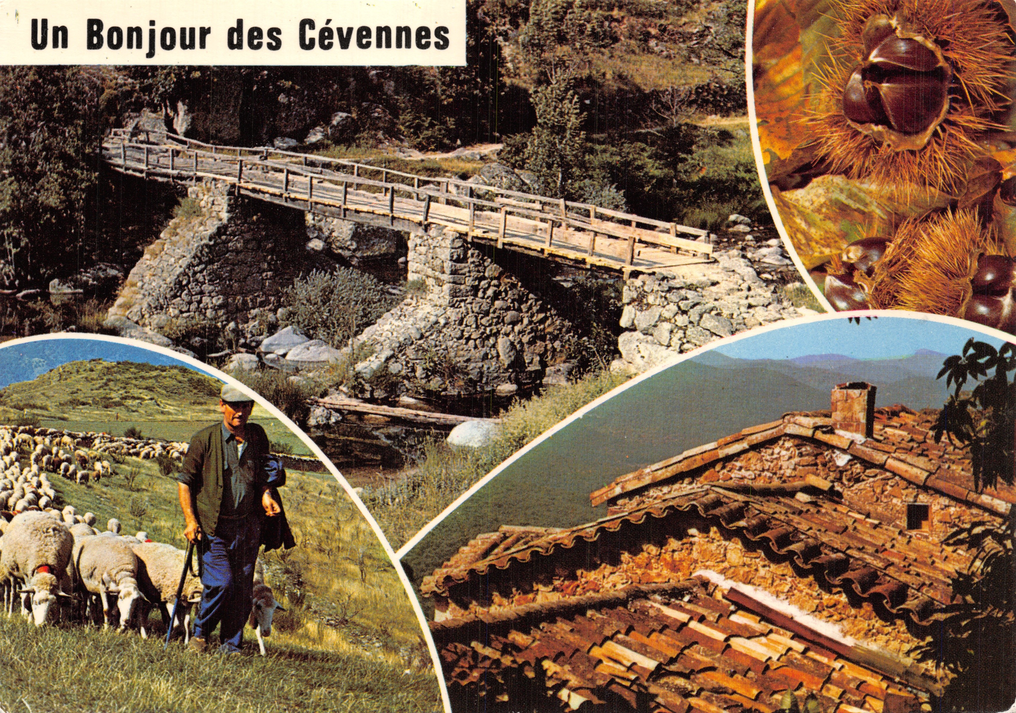Un saludo desde las Cévennes — puente de madera sobre rocas, pastor con ovejas, techo de tejas, castañas — Éditions Magenta, Lyon