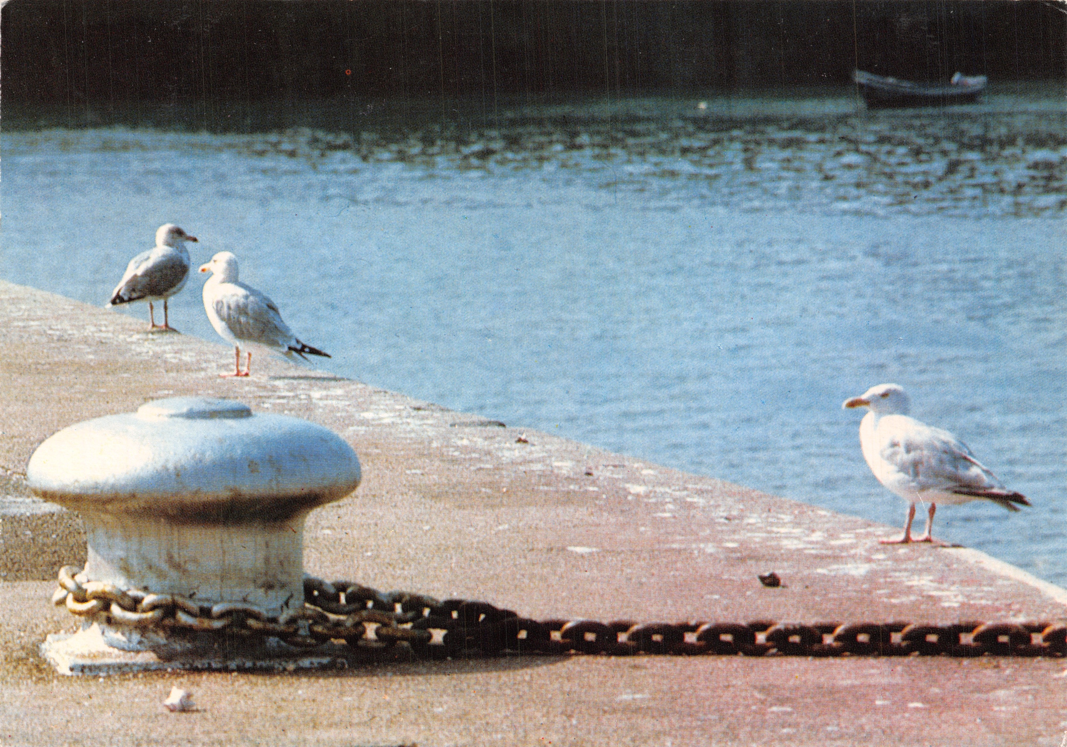 Gaviotas junto al muelle — bollard y cadena — ARTAUD Frères - Z.I. Rue de la Métallurgie - 44470 CARQUEFOU
