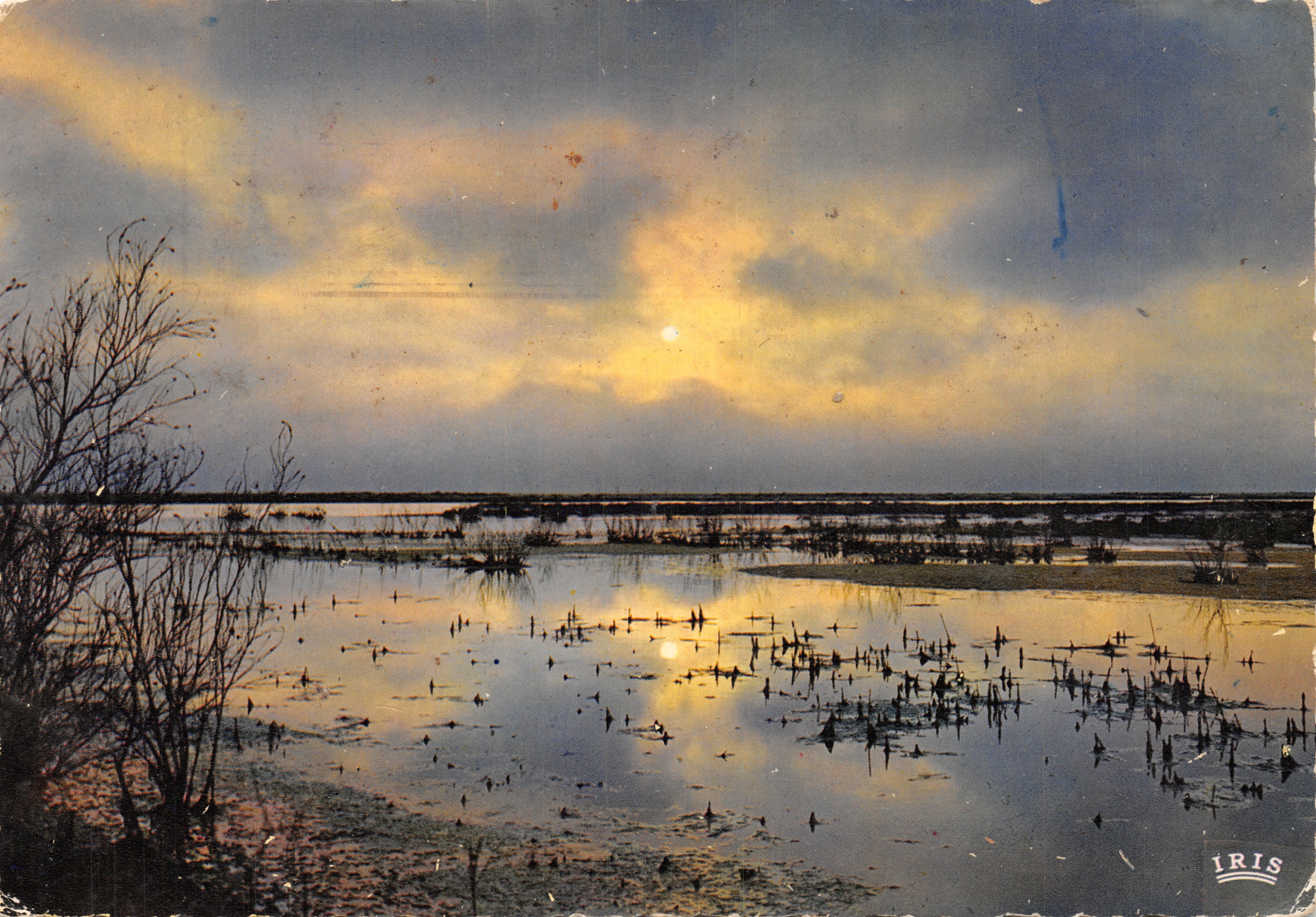 Camargue — paesaggio di canne al tramonto — editore IRIS