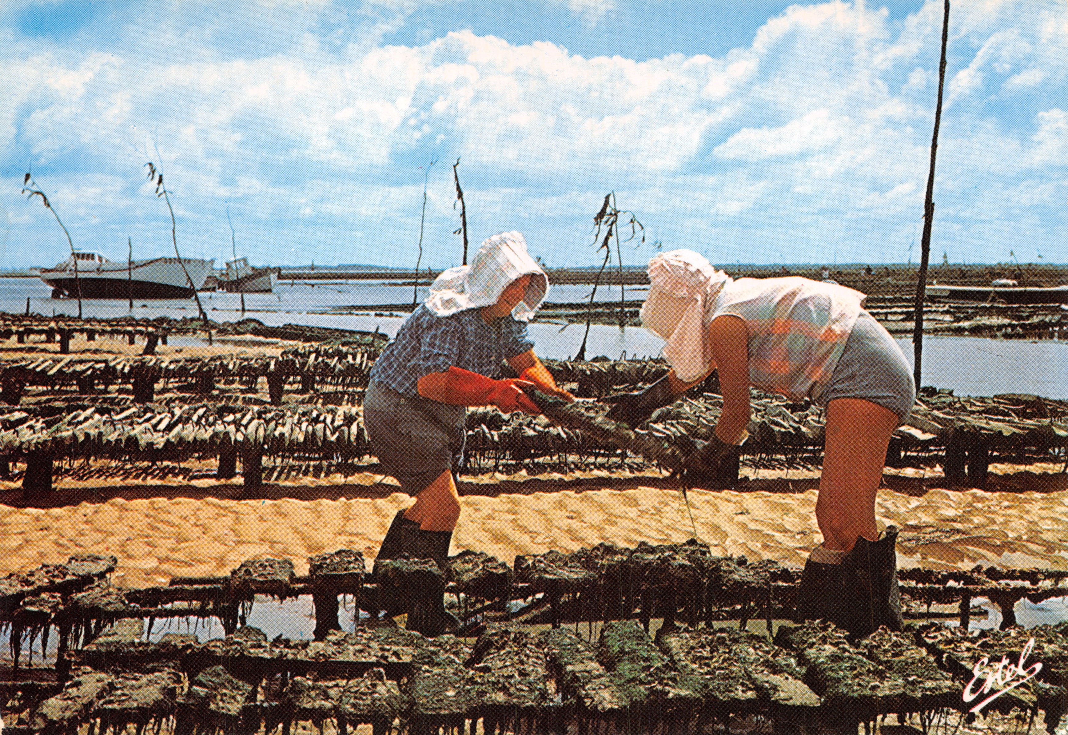 Costa Atlantica — Raccoglitrici di ostriche al lavoro — Editore ESTEL