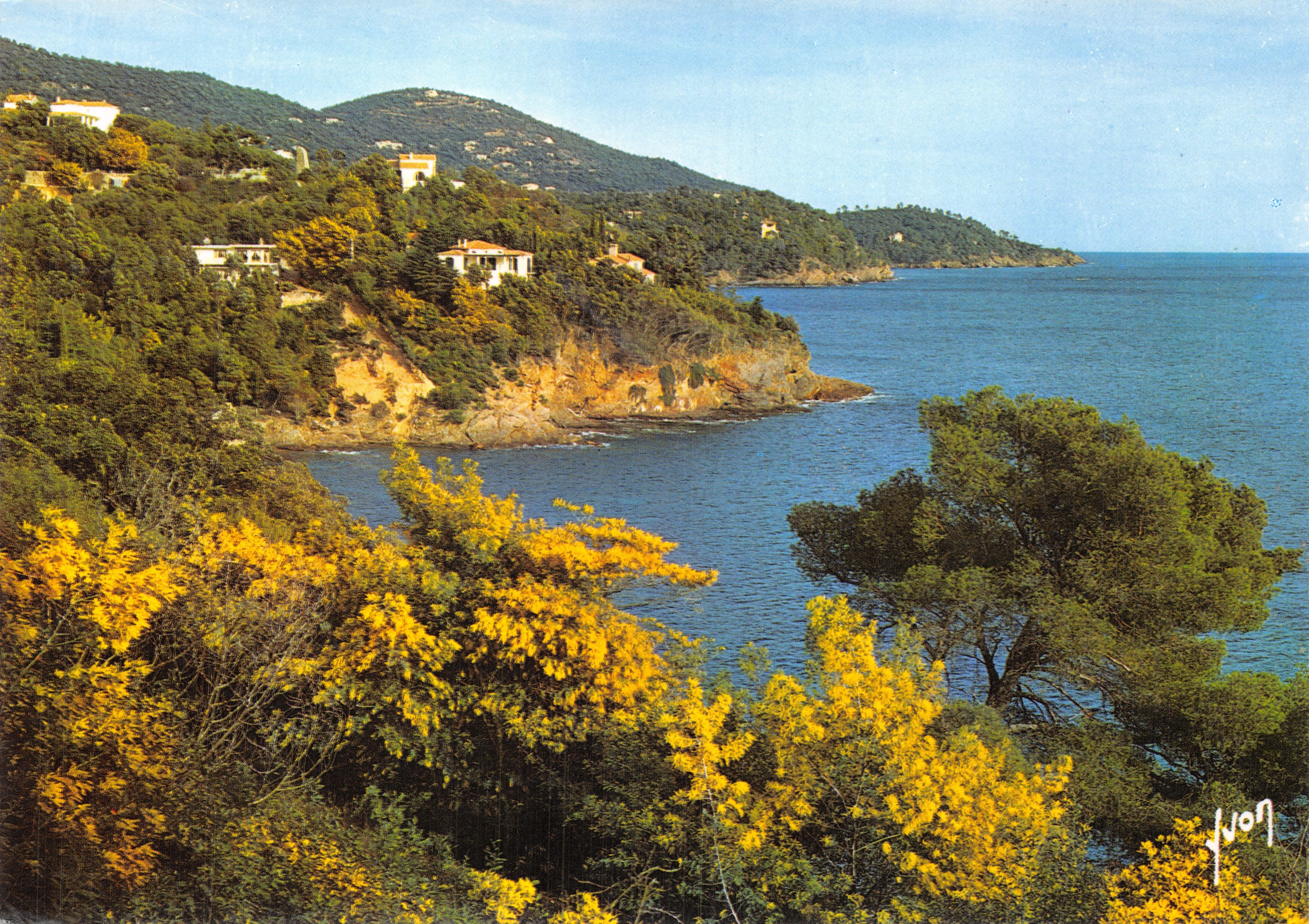 Côte d'Azur — Printemps dans l'Esterel où le mimosa fleurit — Yvon, éditeur S.P.A.D.E.M.