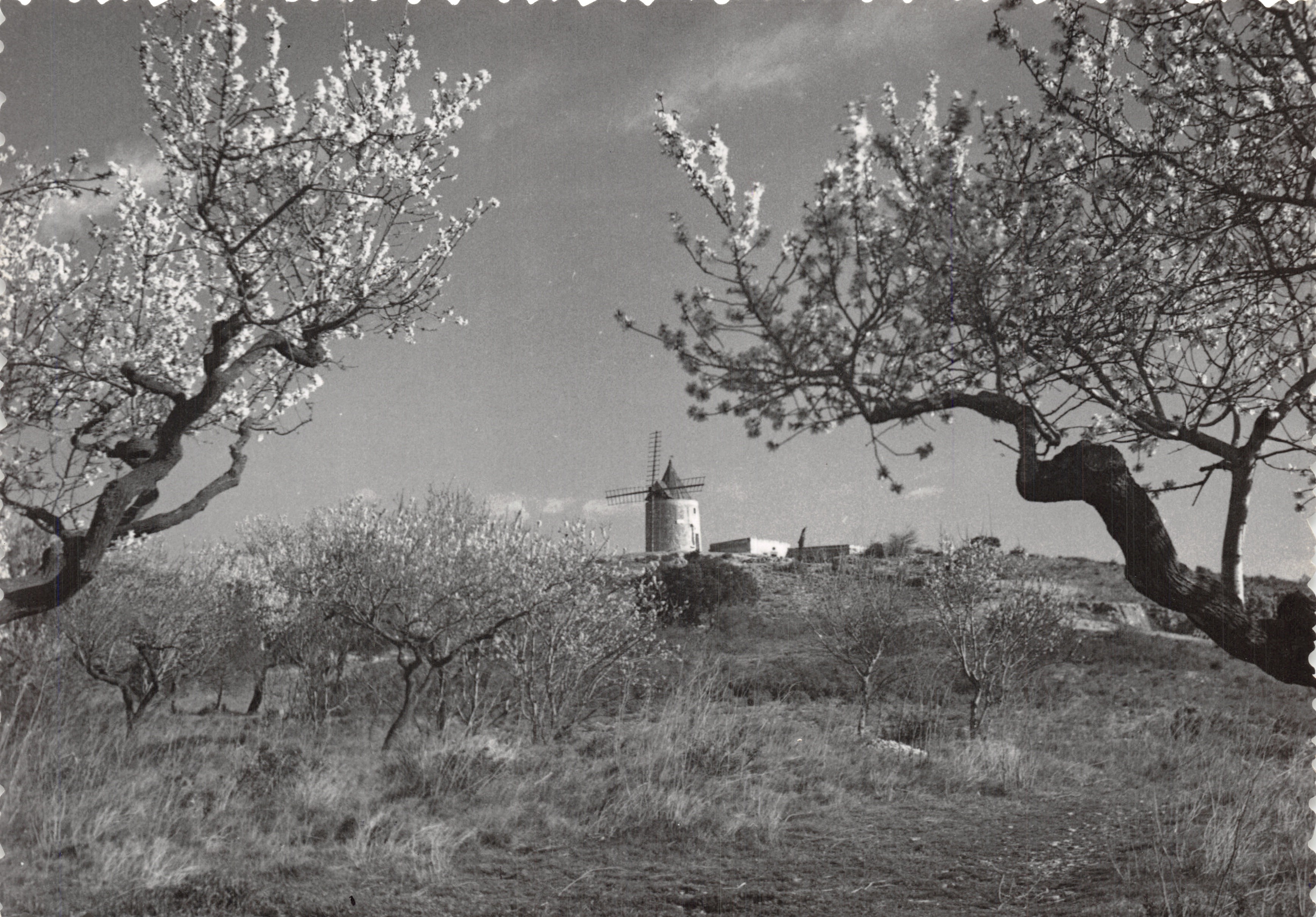 La Molina de Vaucluse — vista de la molina de viento en el centro de un huerto en flor — Editions G. AUGIER (Almendros en Flor)