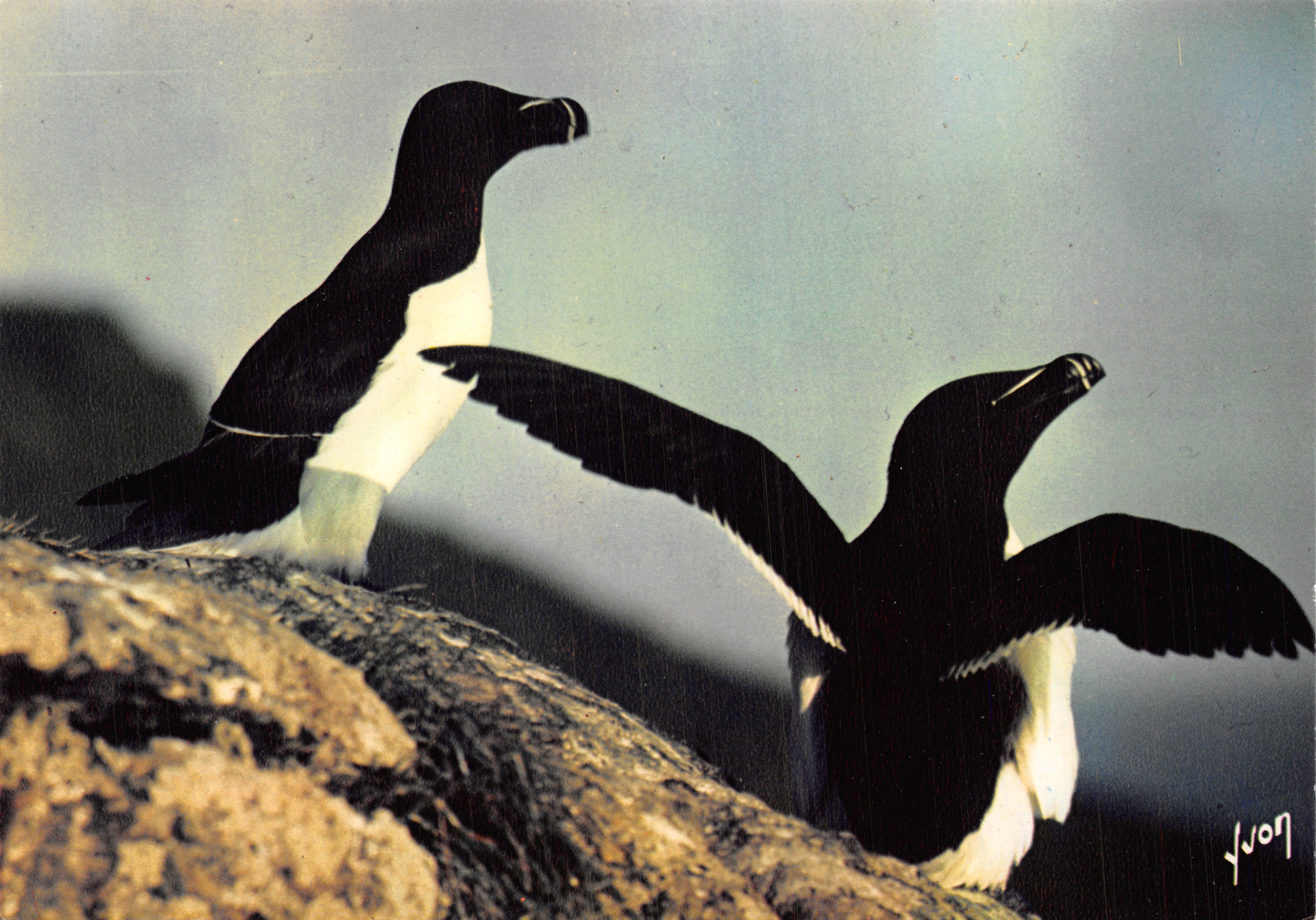 Oiseaux de mer — deux puffins sur rochers — Éditions d'art Yvon, n°81