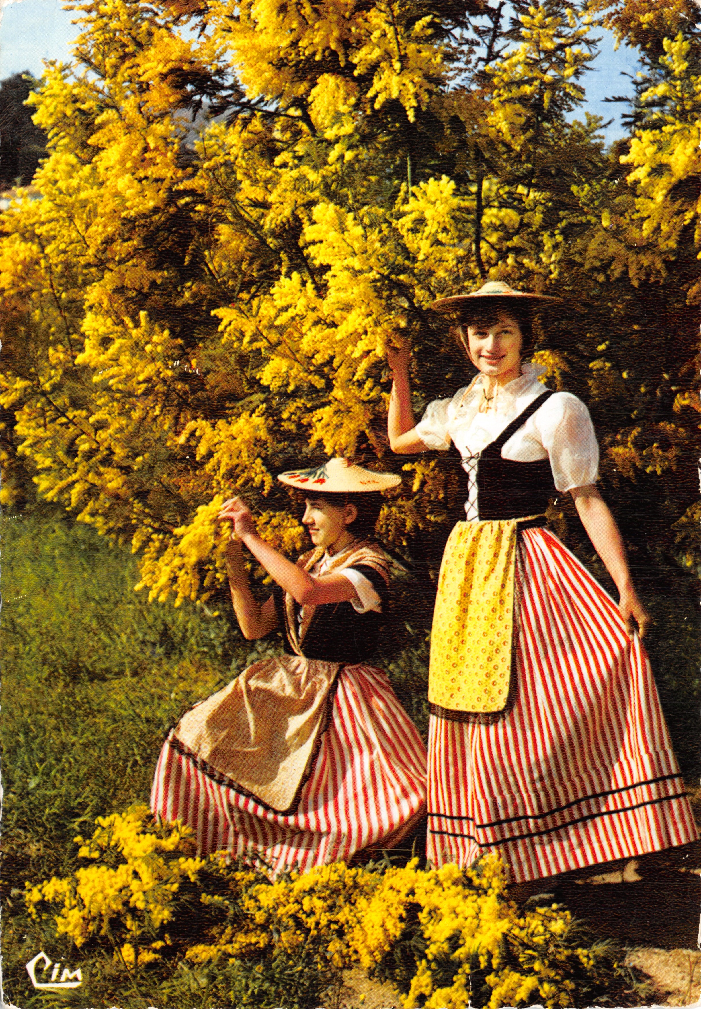 Deux jeunes femmes en costume provençal — sous les fleurs de mimosa — éditeur CIM