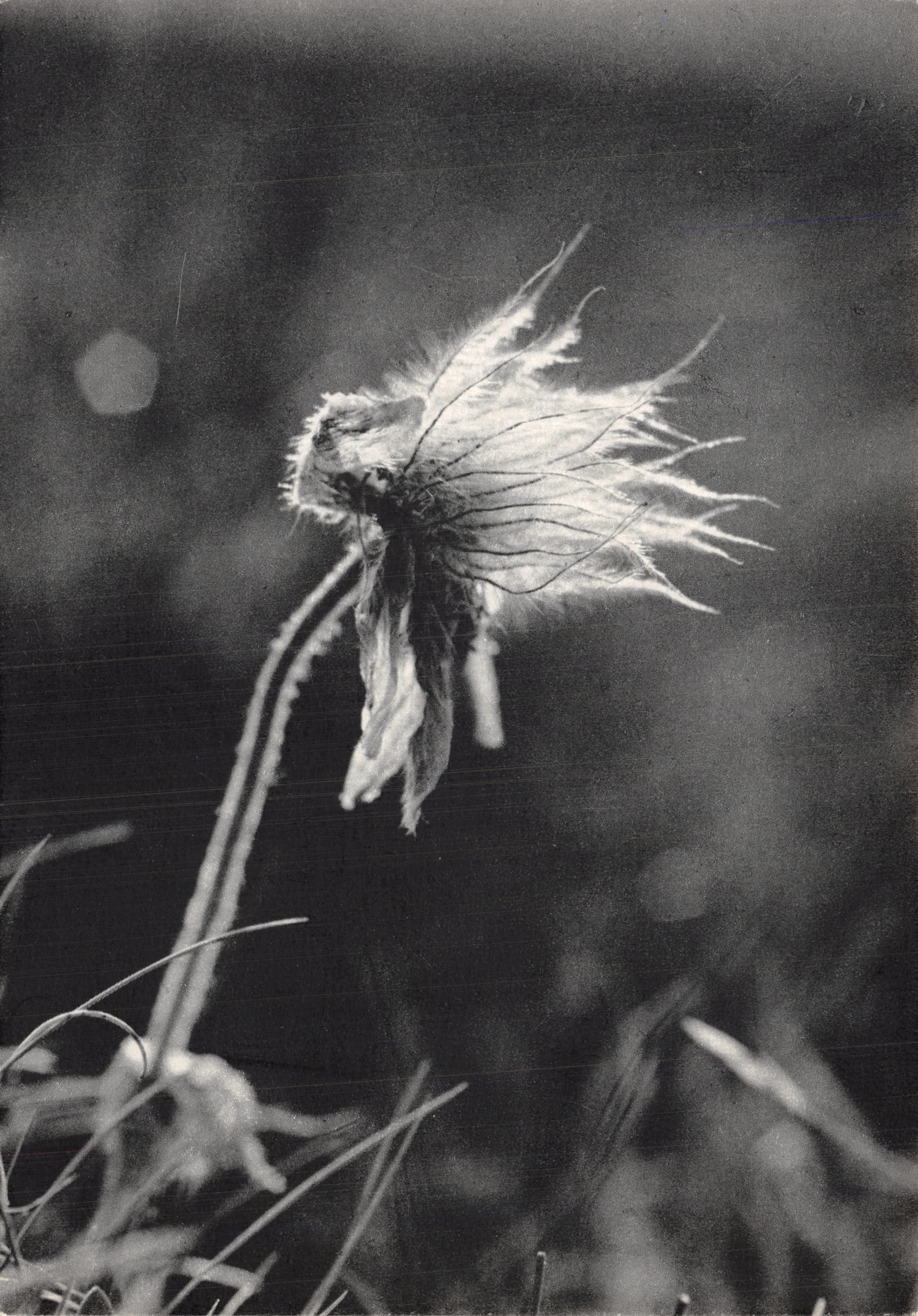 Verweerde bloem — detail van onbedekte bloemblad — Pierre Huart, n° 24