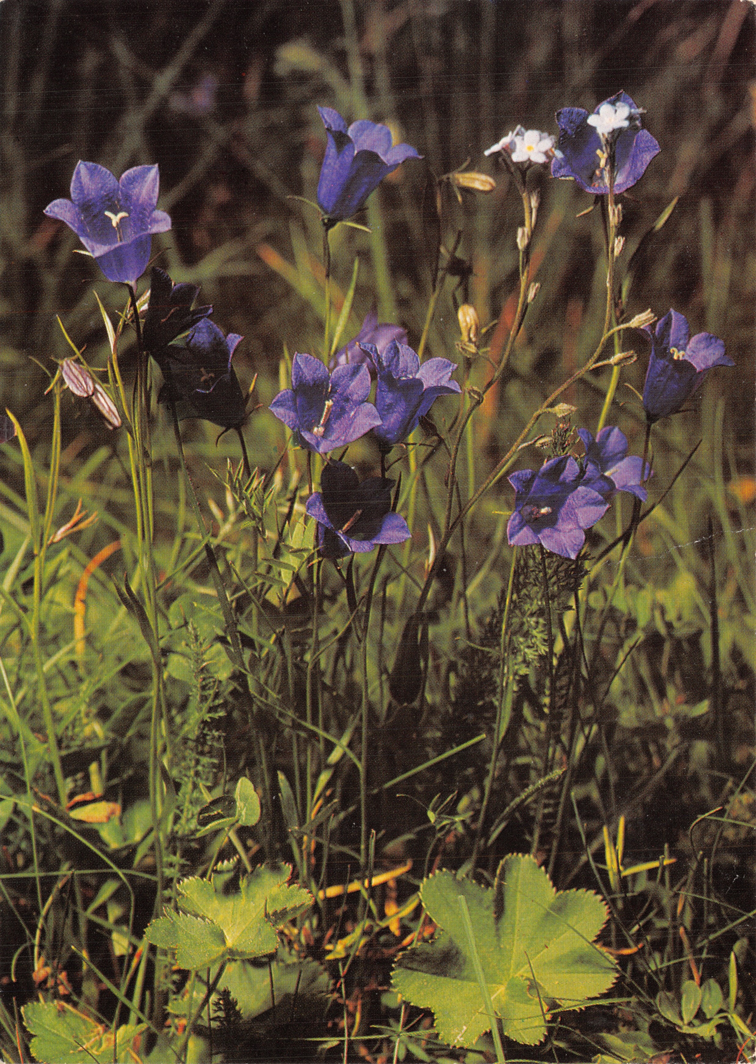 Scheuchzerblauw — blauwe bloemen in de natuur — uitgever Engadit Press AG, n°262