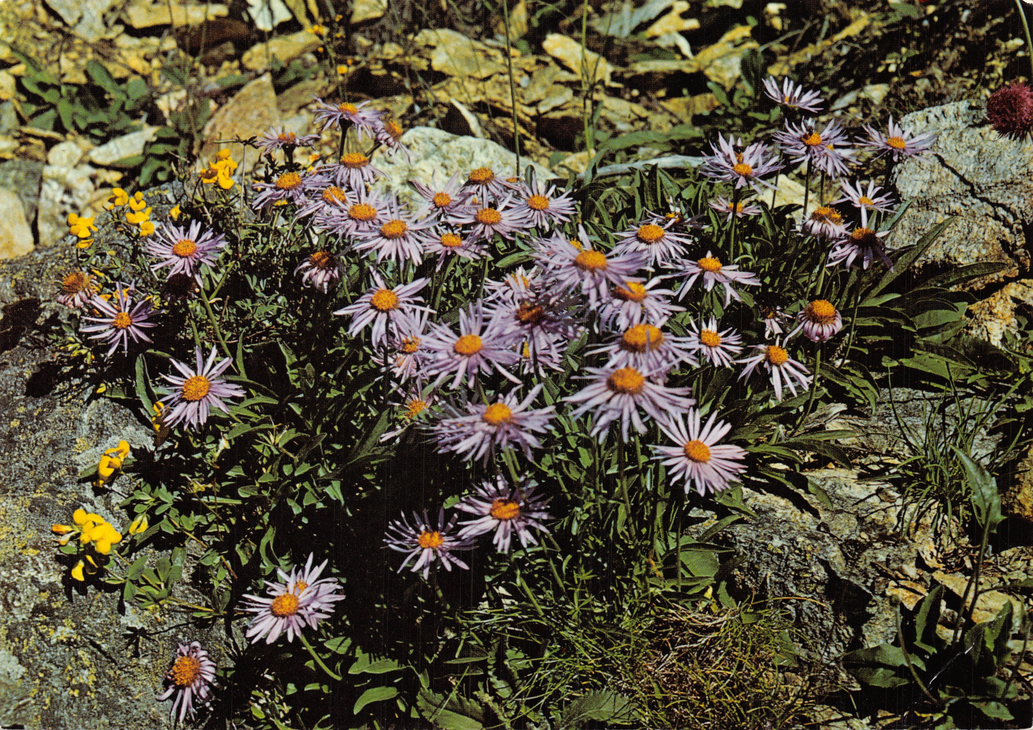 Aster alpinus — fleurs violettes et jaunes sur rochers — Photoglob-Wehrli SA, Zurich/Vevey n°31