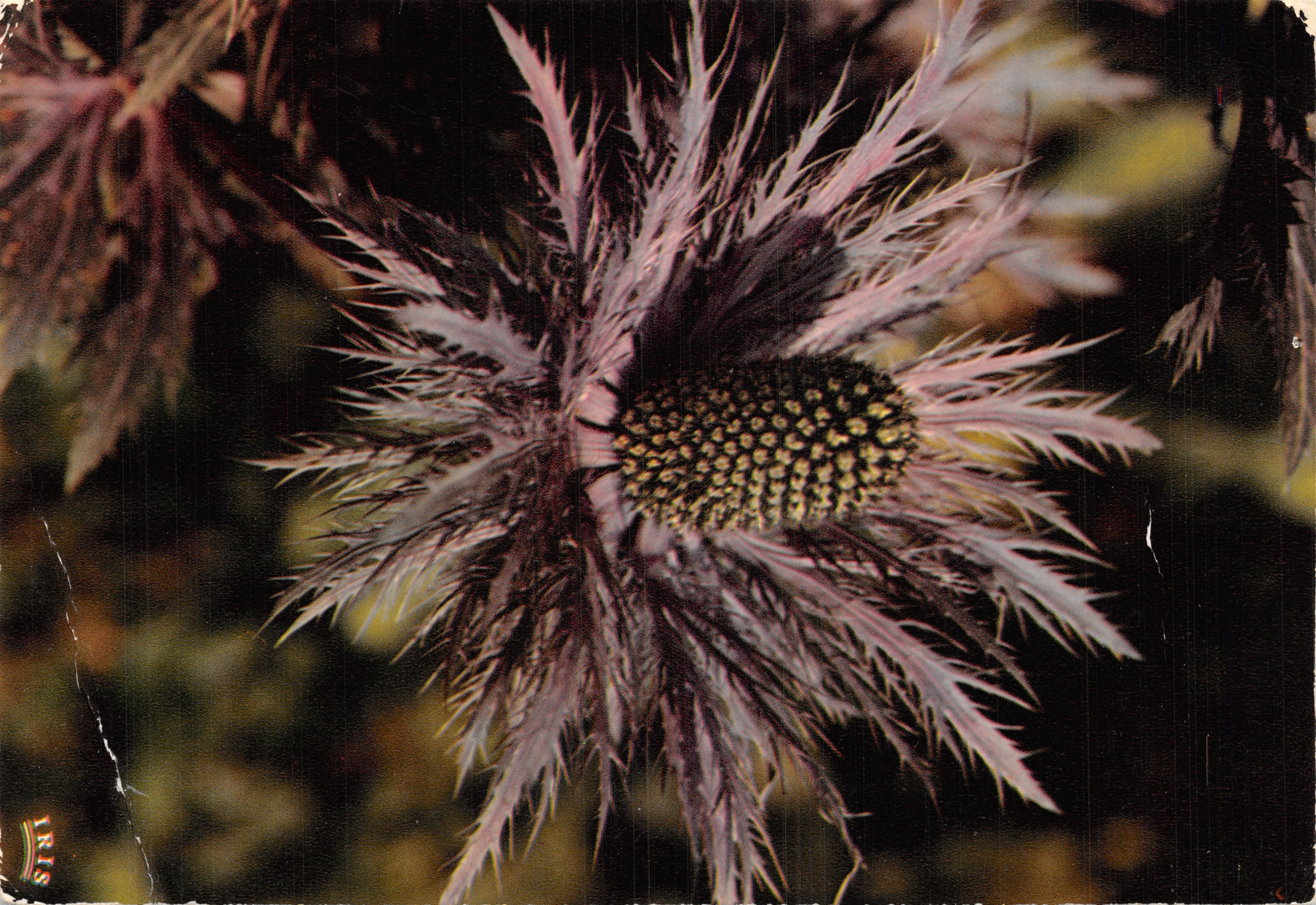 Eryngium Alpinum — fiore di montagna — editore LUMICAD, serie "Flora Alpina"