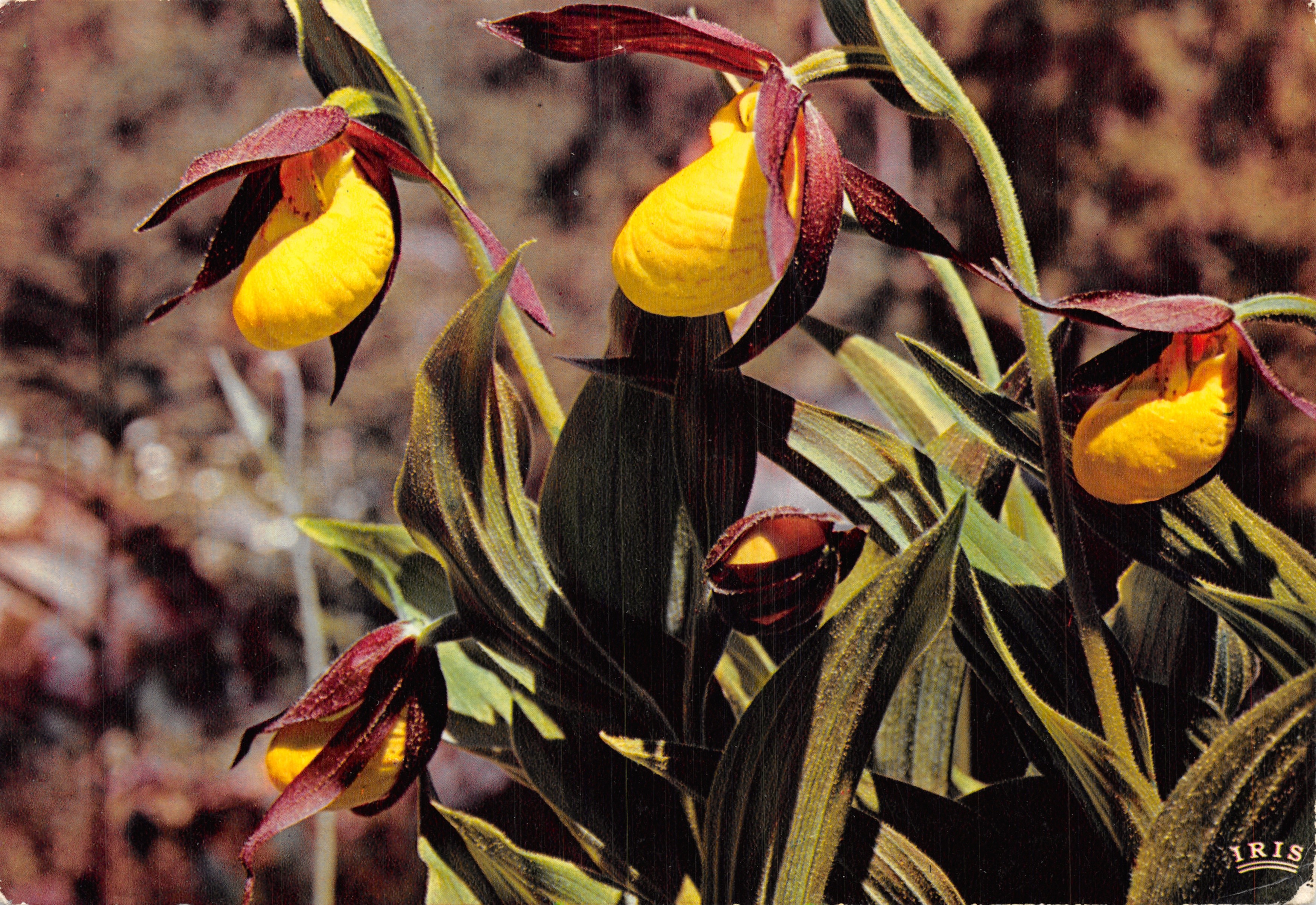 Fiore di montagna — Scarpa di Venere (Cypripedium Calceolus) — editore IRIS
