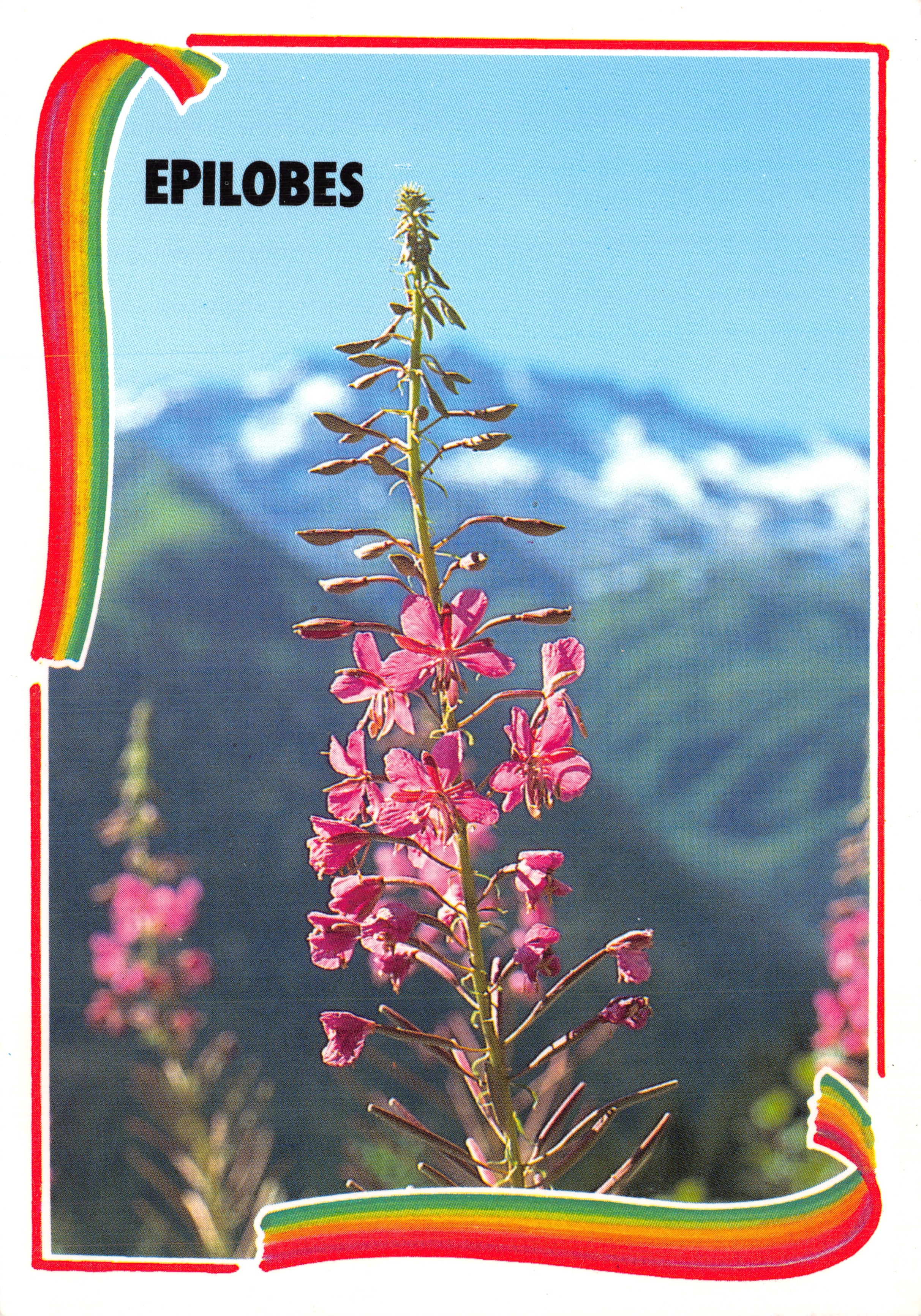 Epilobi — fiore montano in pieno fiore — Éditions CEBARD