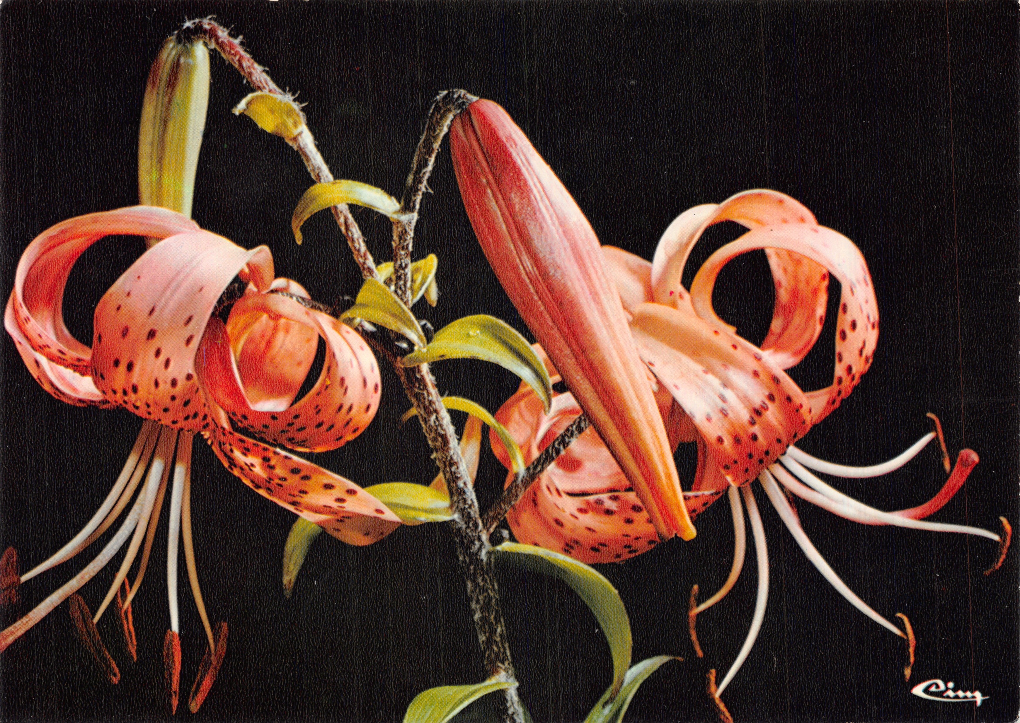 Flores de Montaña — El Lirio Martagon — Foto Marmounier, editor impresor