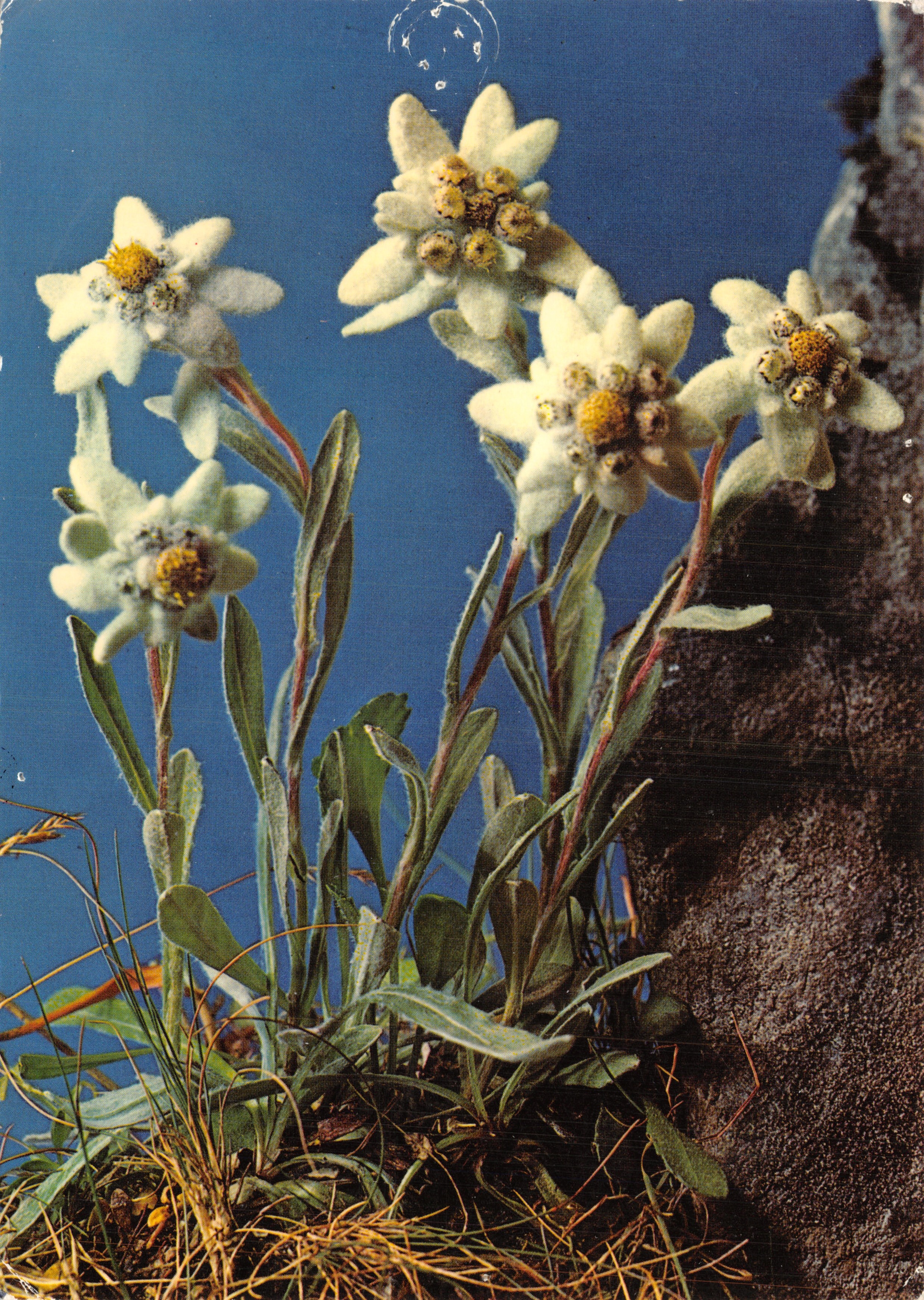 Edelweiss — Etoile des glaciers — Photo by Gyger, n°2/97940