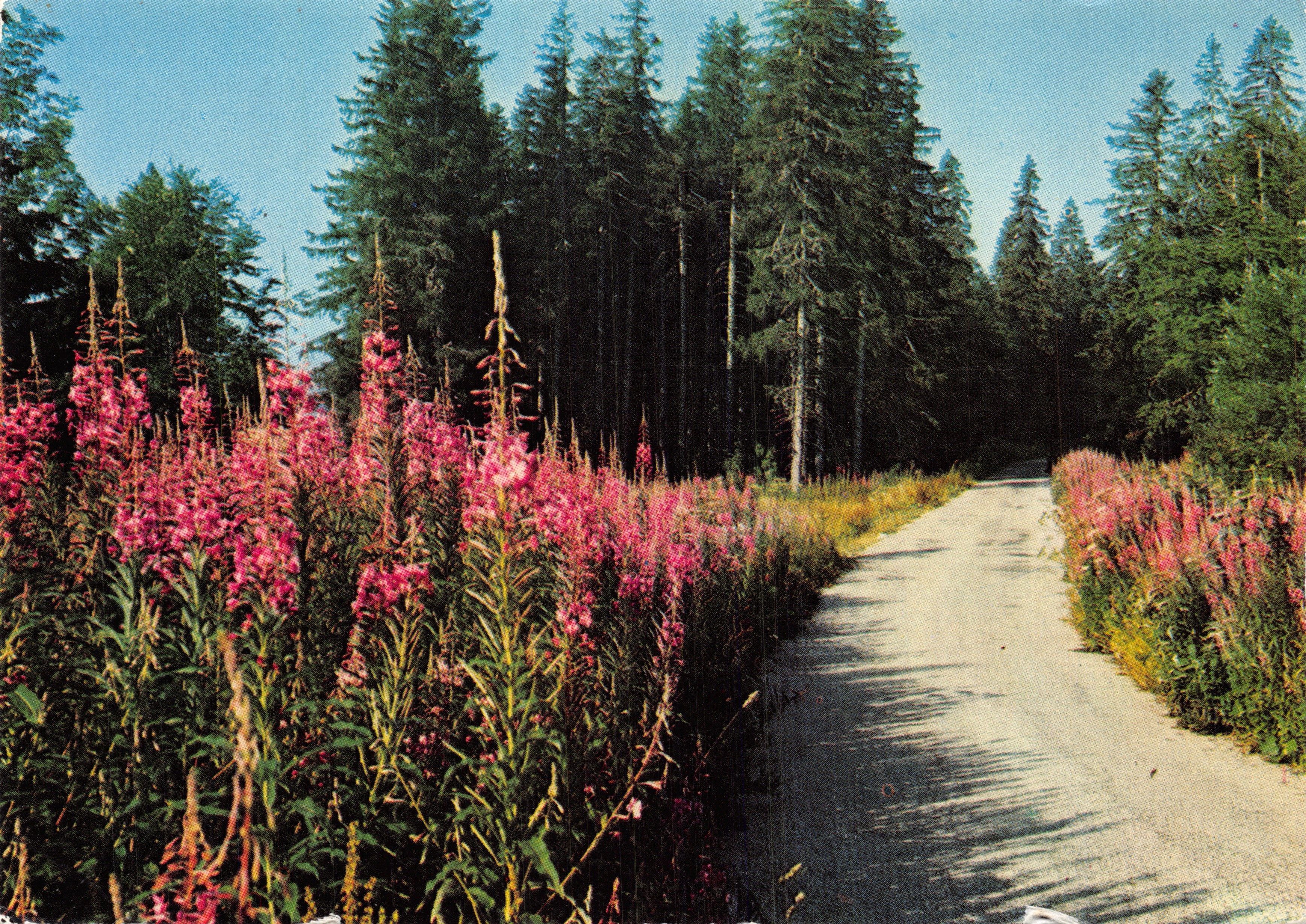 Route des Vacances — Divonne-les-Bains — Éditions J. Cellard