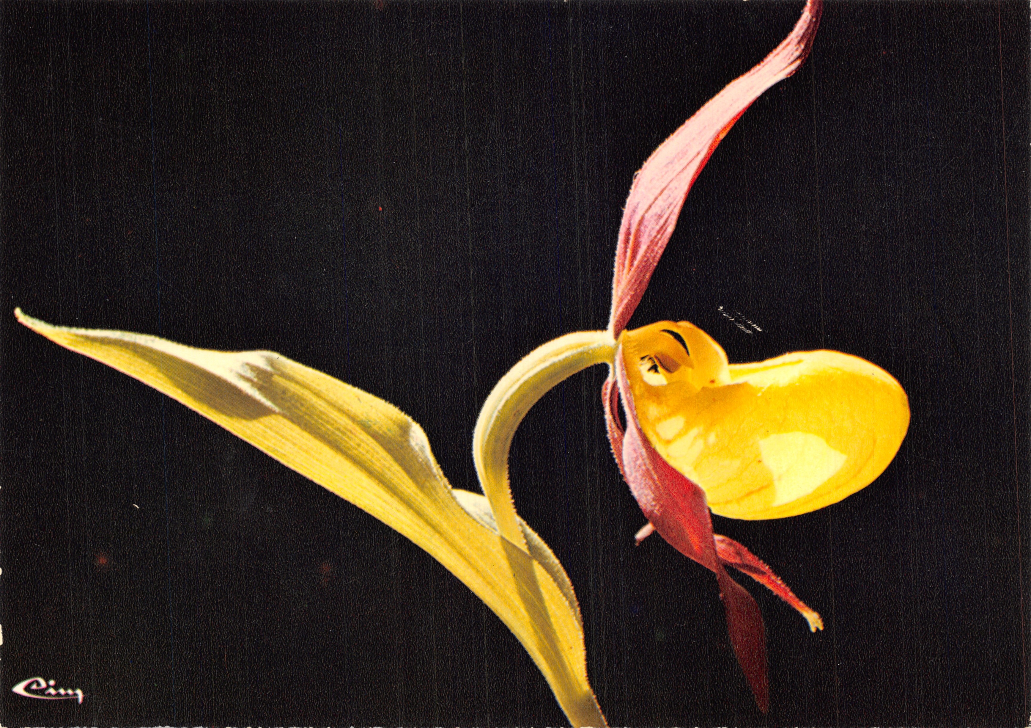 Fleurs de Montagne — Le Sabot de Vénus (orchidée) — Photo Marnounier, éditeur Combier Imprimeur Mâcon