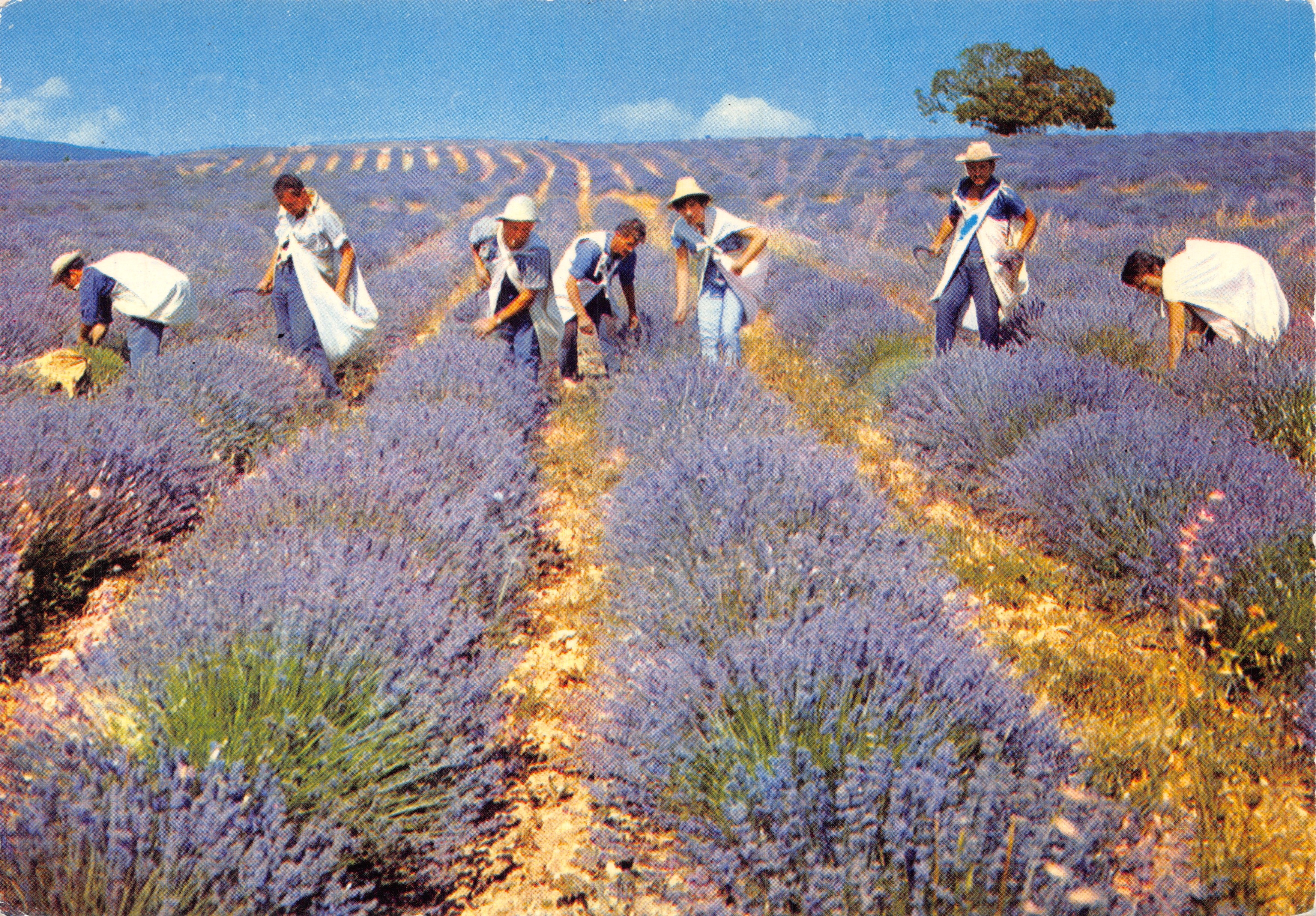 Récolte de la lavande — champs en terrasses sous un ciel bleu — Éditions J. CELLARD, n° F. 30507